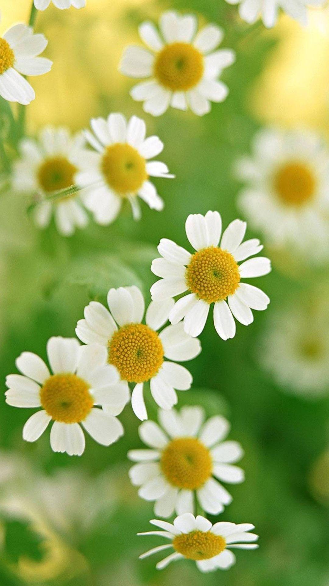 Daisy Phone Wallpapers Top Free Daisy Phone Backgrounds WallpaperAccess