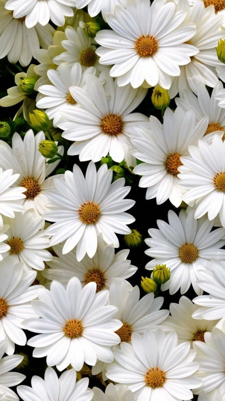 Daisy Phone Wallpapers Top Free Daisy Phone Backgrounds WallpaperAccess