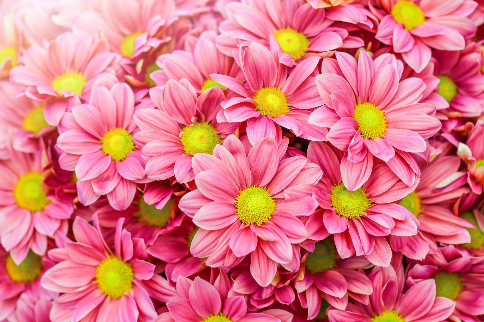 Pink Daisy Wallpapers Top Free Pink Daisy Backgrounds WallpaperAccess