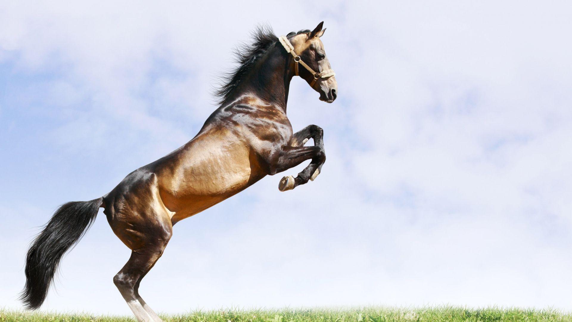 Horse Jumping Wallpapers Top Free Horse Jumping Backgrounds