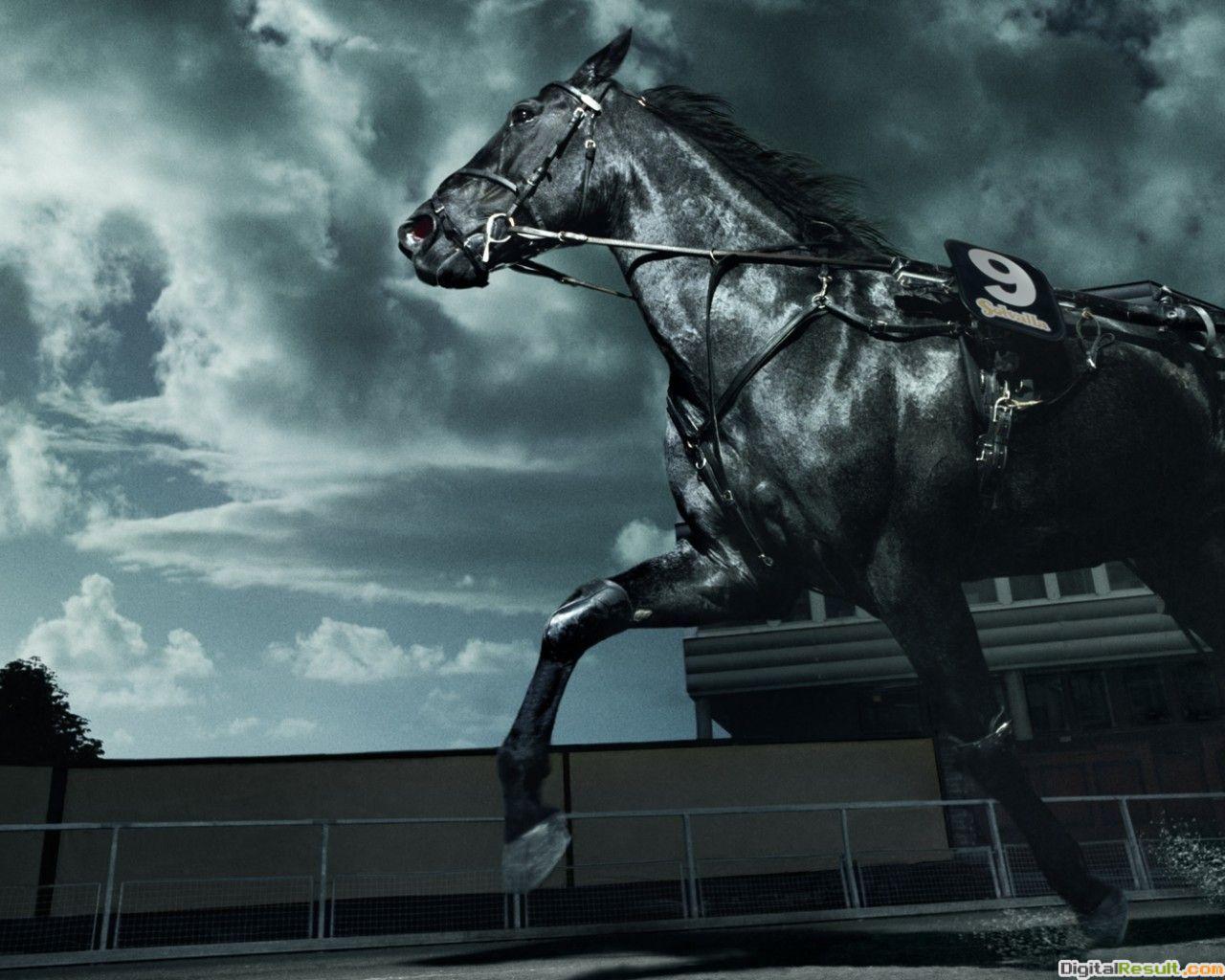 Horse Jumping Wallpapers Top Free Horse Jumping Backgrounds