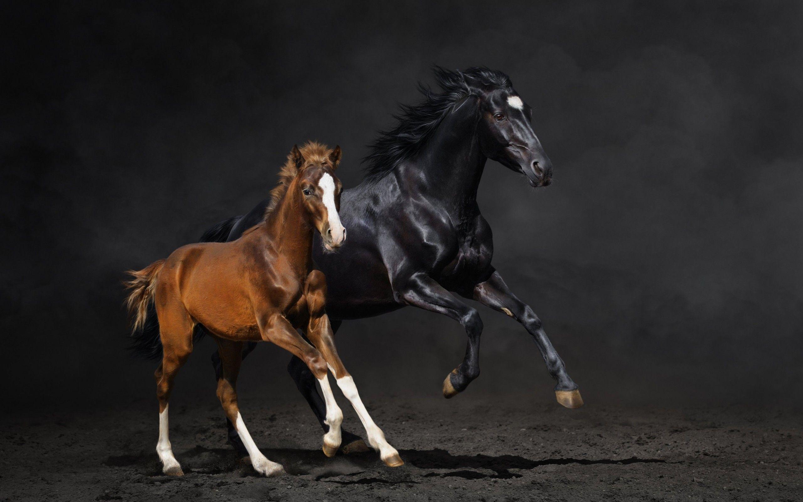 Horse Jumping Wallpapers Top Free Horse Jumping Backgrounds