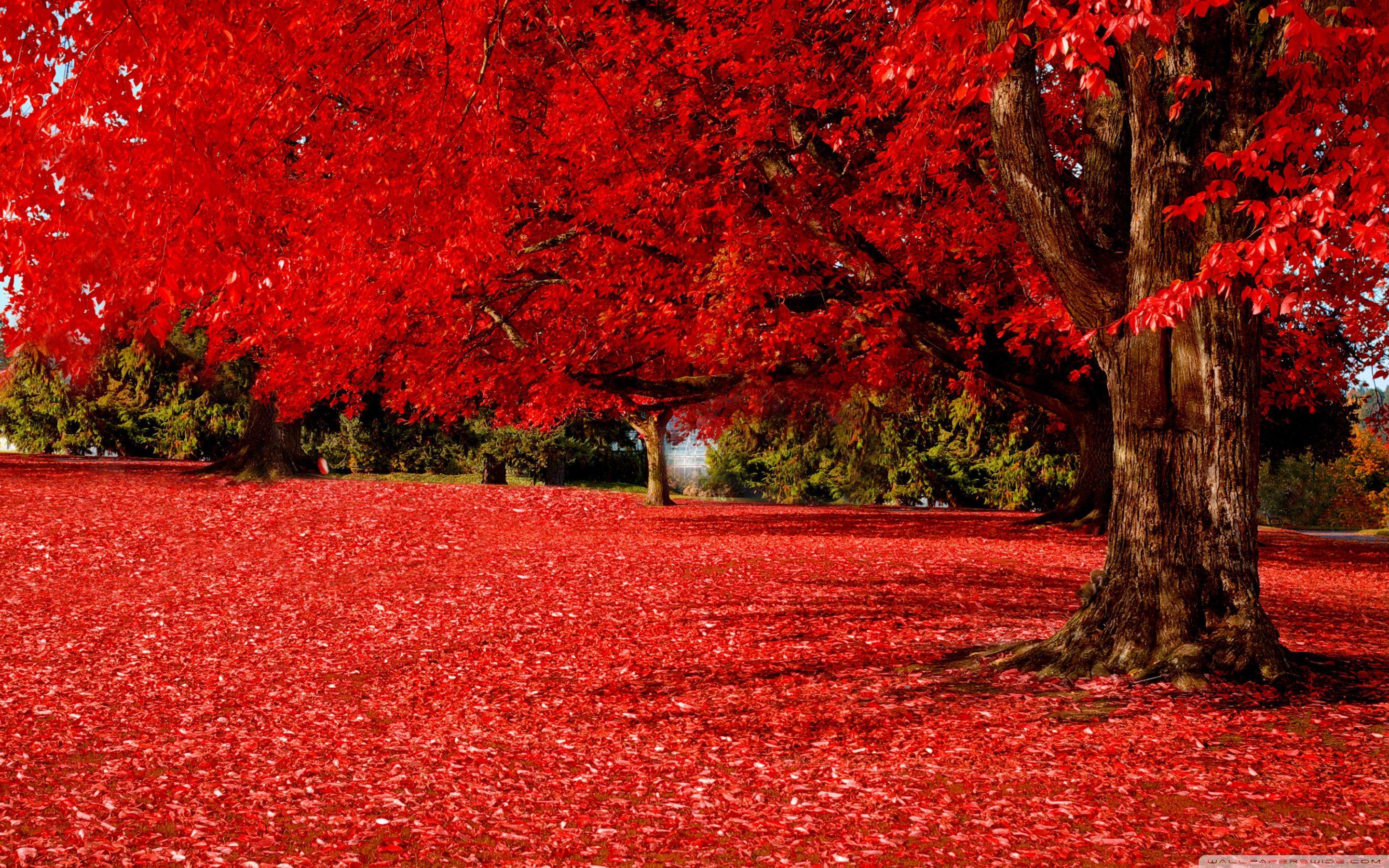 Red Autumn Wallpapers Top Free Red Autumn Backgrounds WallpaperAccess