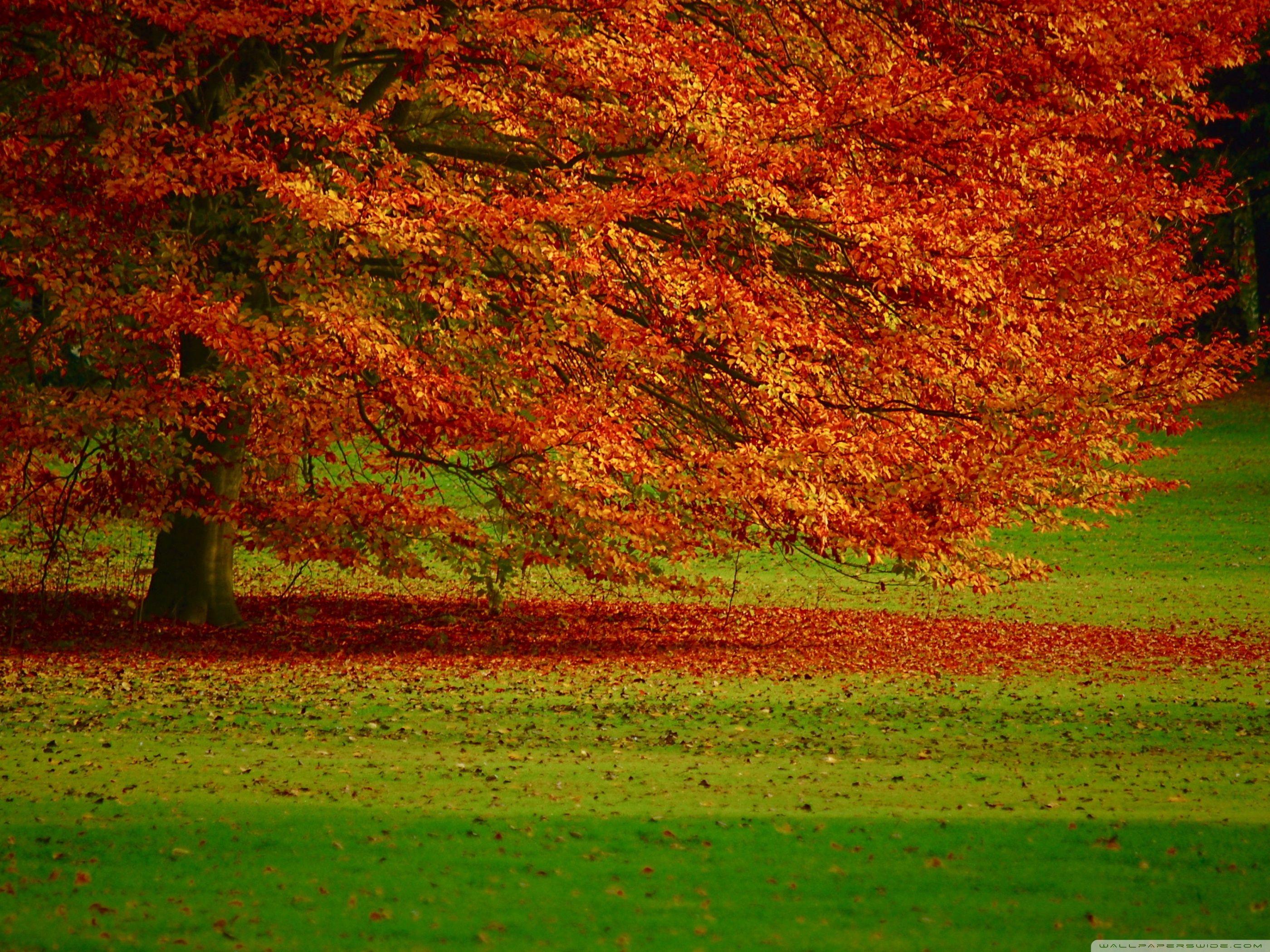 Orange Tree Wallpapers Top Free Orange Tree Backgrounds WallpaperAccess