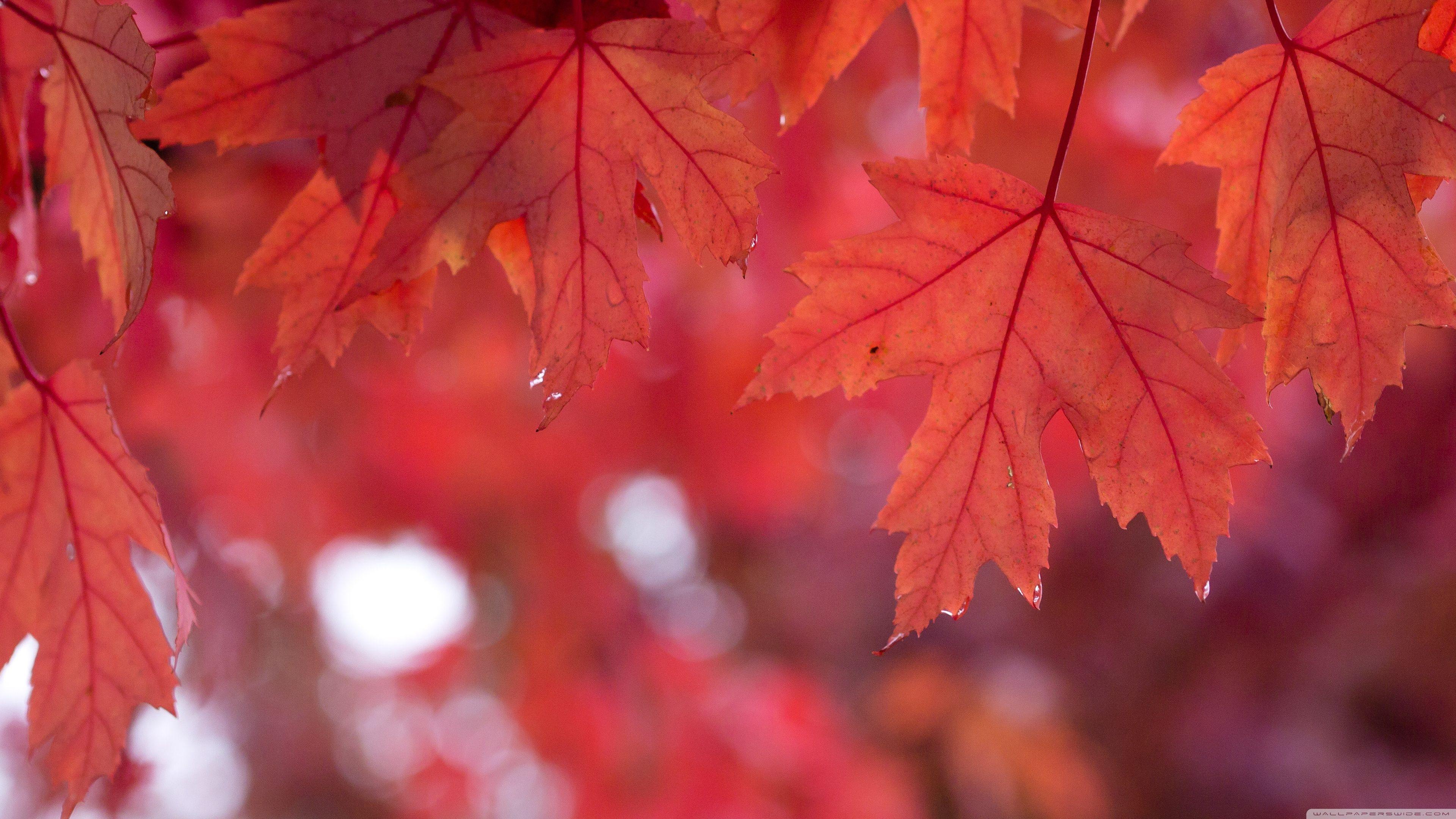 Red Autumn Wallpapers Top Free Red Autumn Backgrounds WallpaperAccess