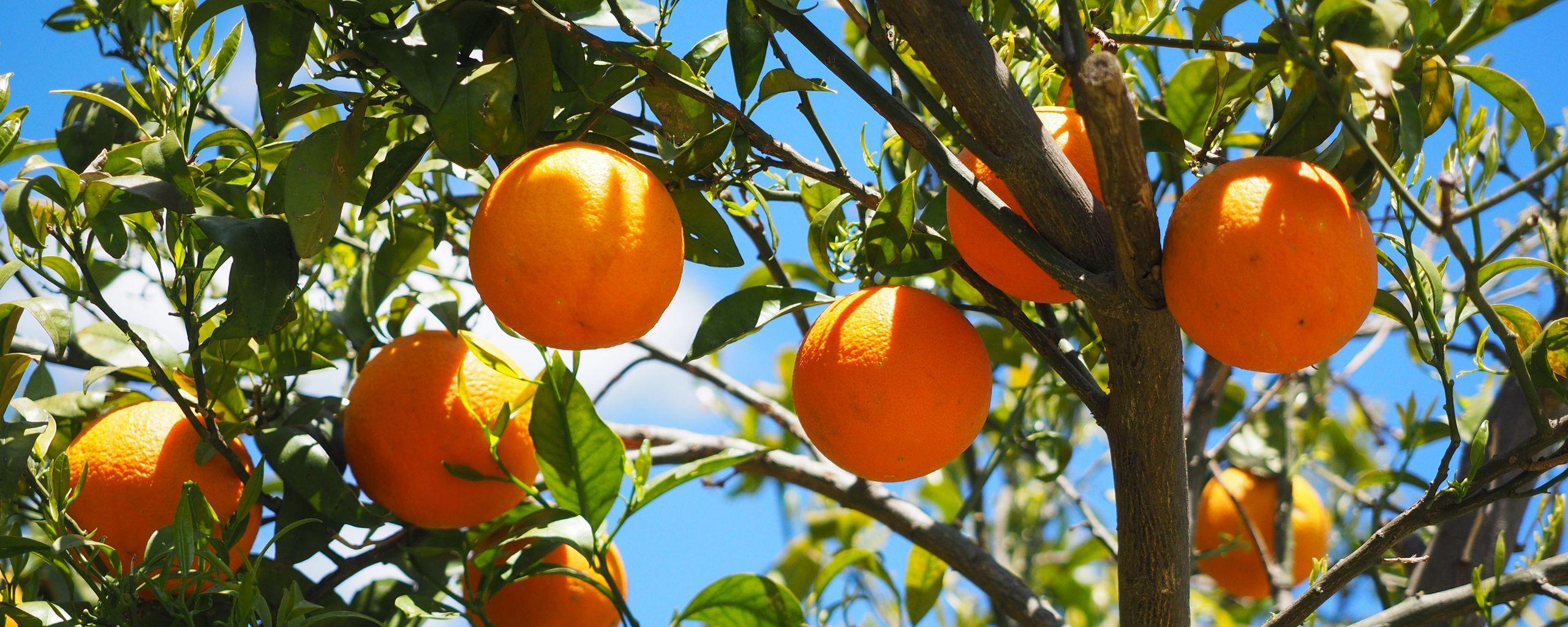 Orange Tree Wallpapers Top Free Orange Tree Backgrounds WallpaperAccess