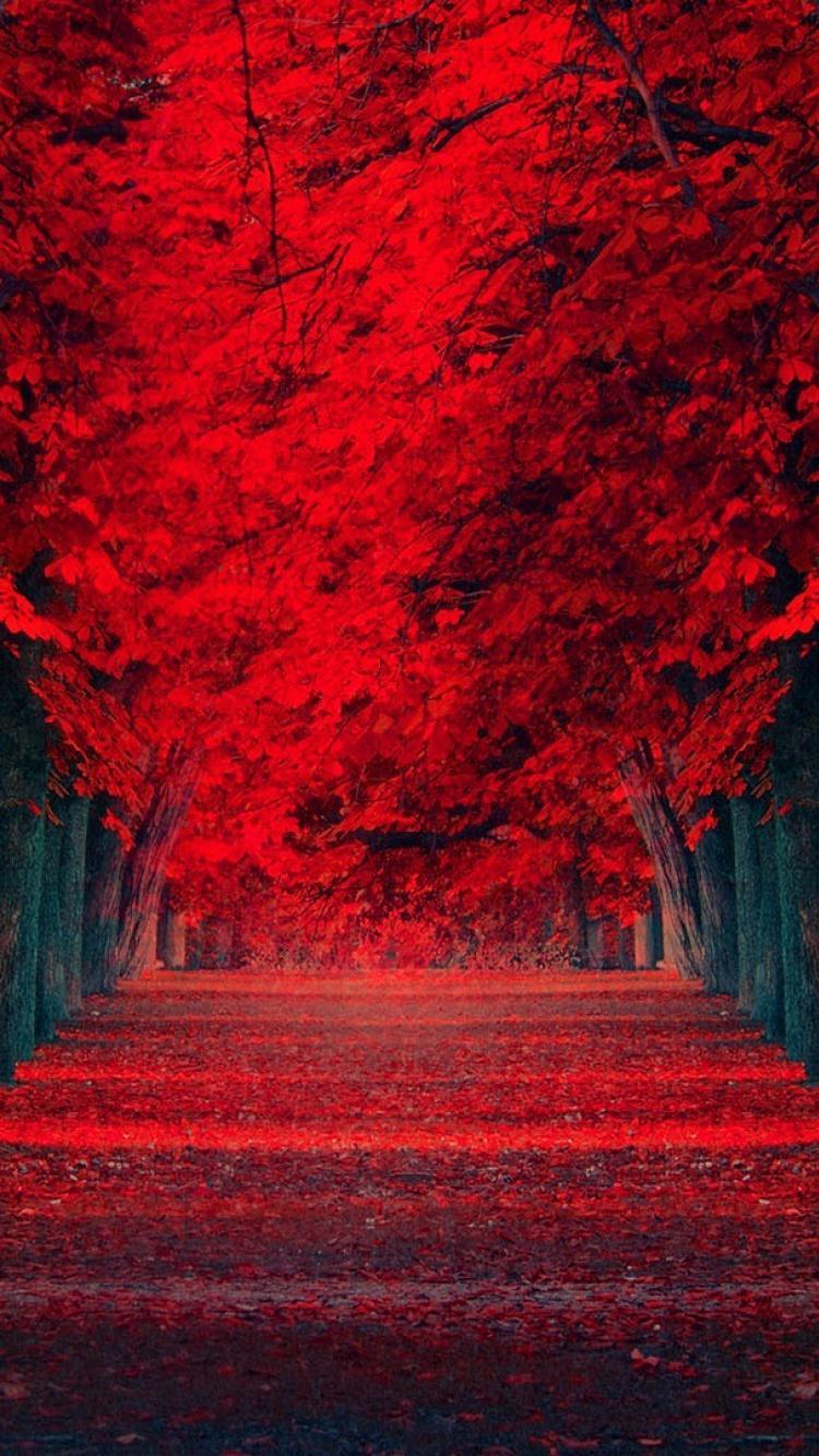 Red Autumn Wallpapers Top Free Red Autumn Backgrounds WallpaperAccess