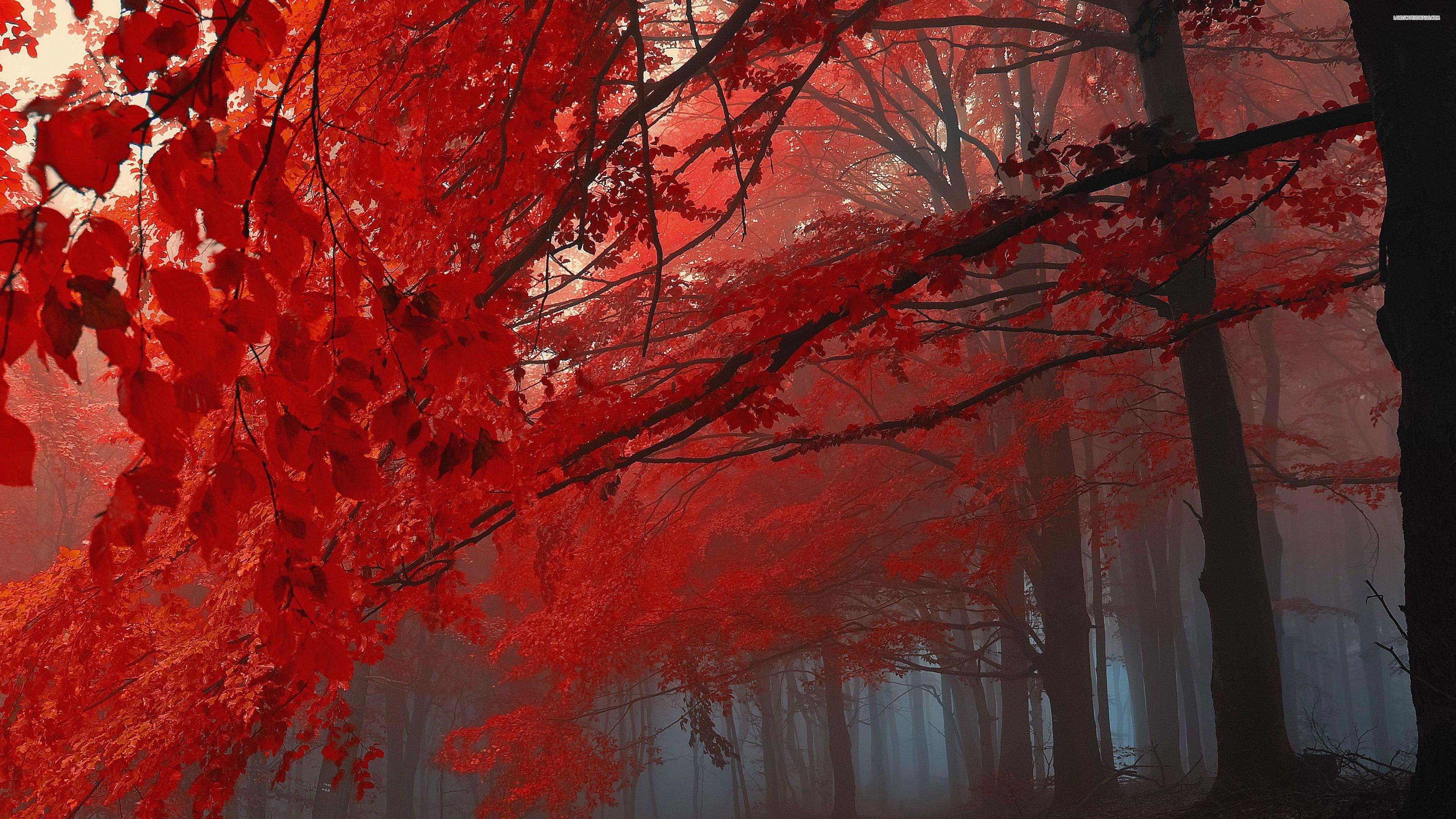 Red Fall Wallpapers Top Free Red Fall Backgrounds WallpaperAccess