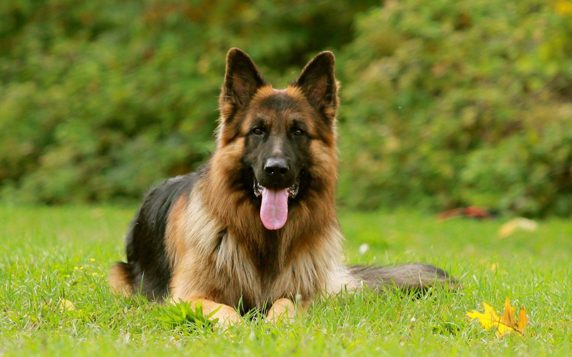German Shepherd Wallpapers Top Free German Shepherd Backgrounds