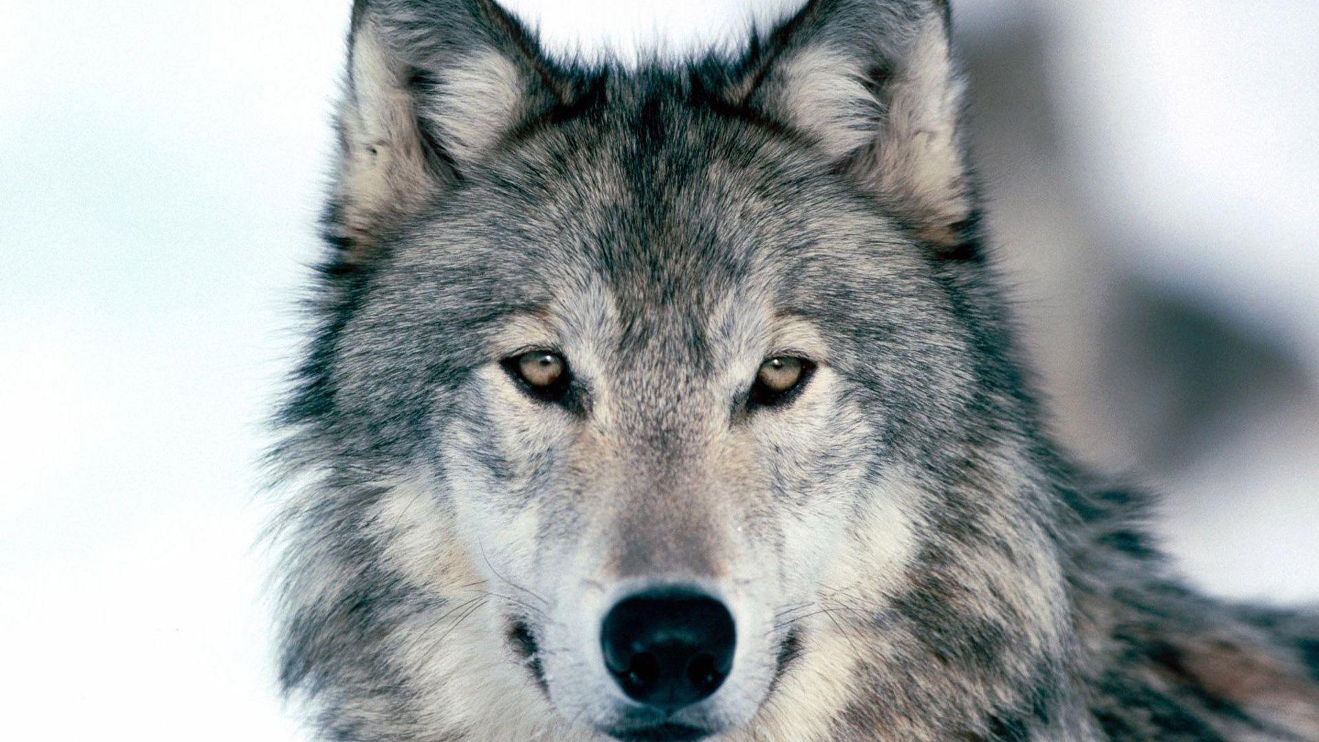 Gray Wolf Wallpapers Top Free Gray Wolf Backgrounds WallpaperAccess