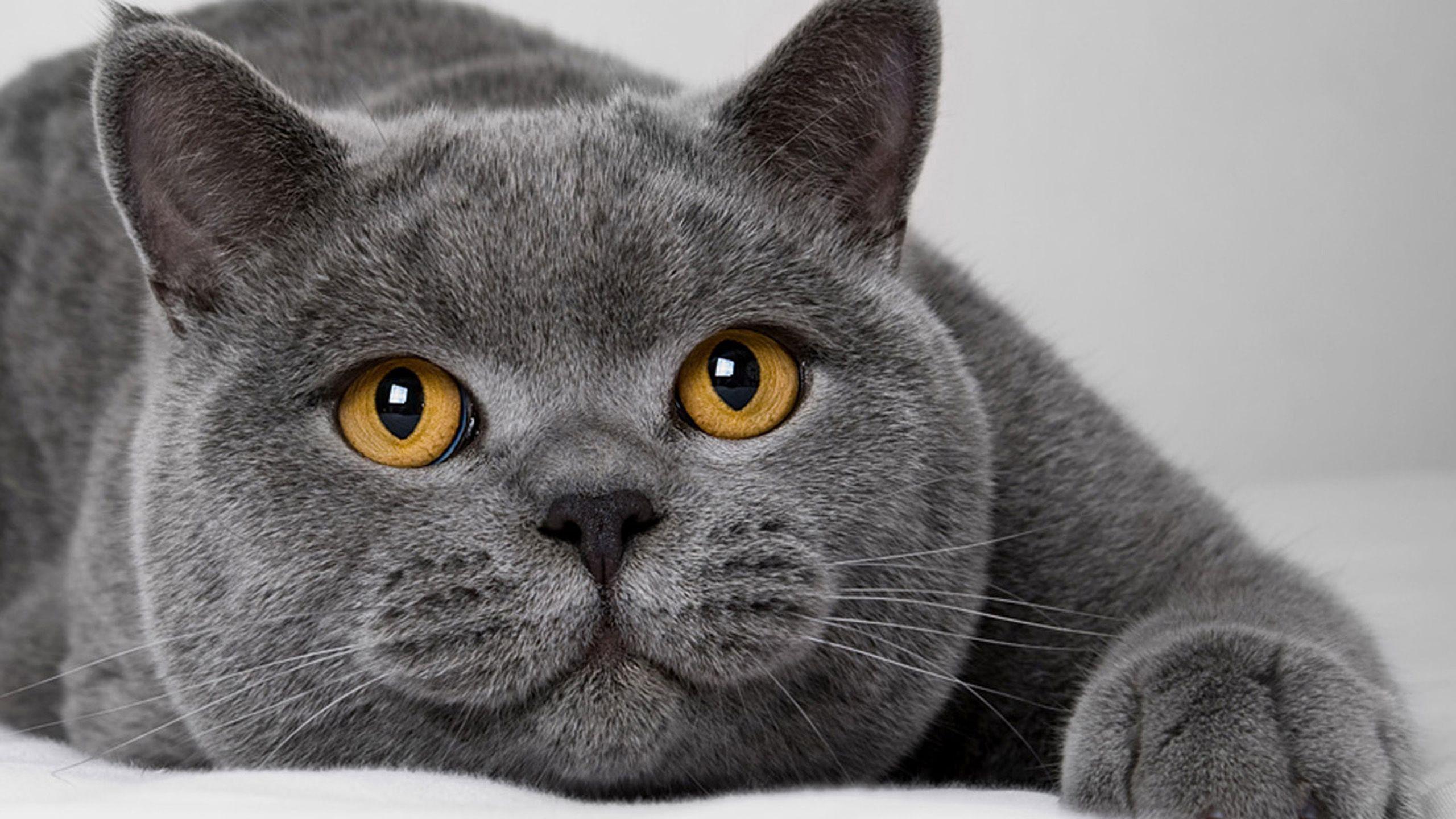 Gray Cat Wallpapers Top Free Gray Cat Backgrounds WallpaperAccess