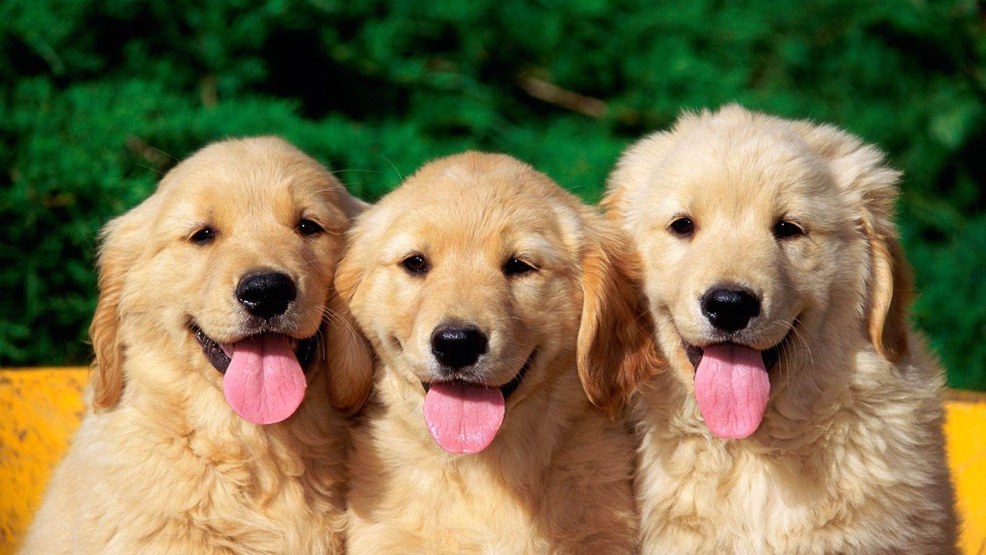 Dogs Laptop Wallpapers Top Free Dogs Laptop Backgrounds WallpaperAccess