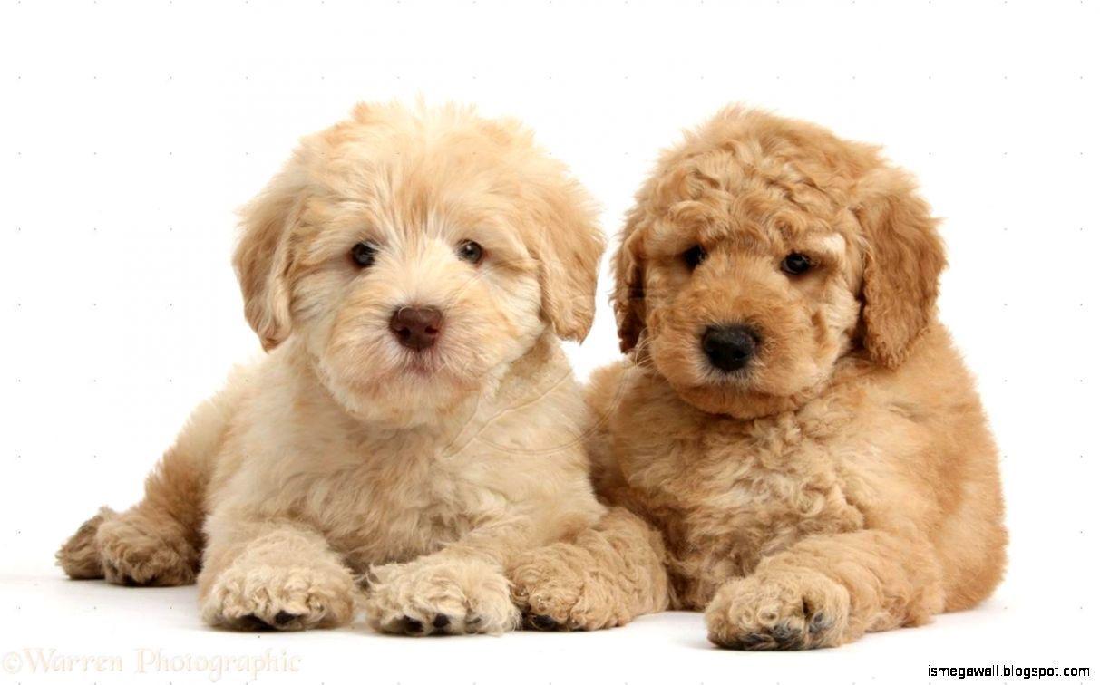 Mini Goldendoodle Wallpapers Top Free Mini Goldendoodle Backgrounds