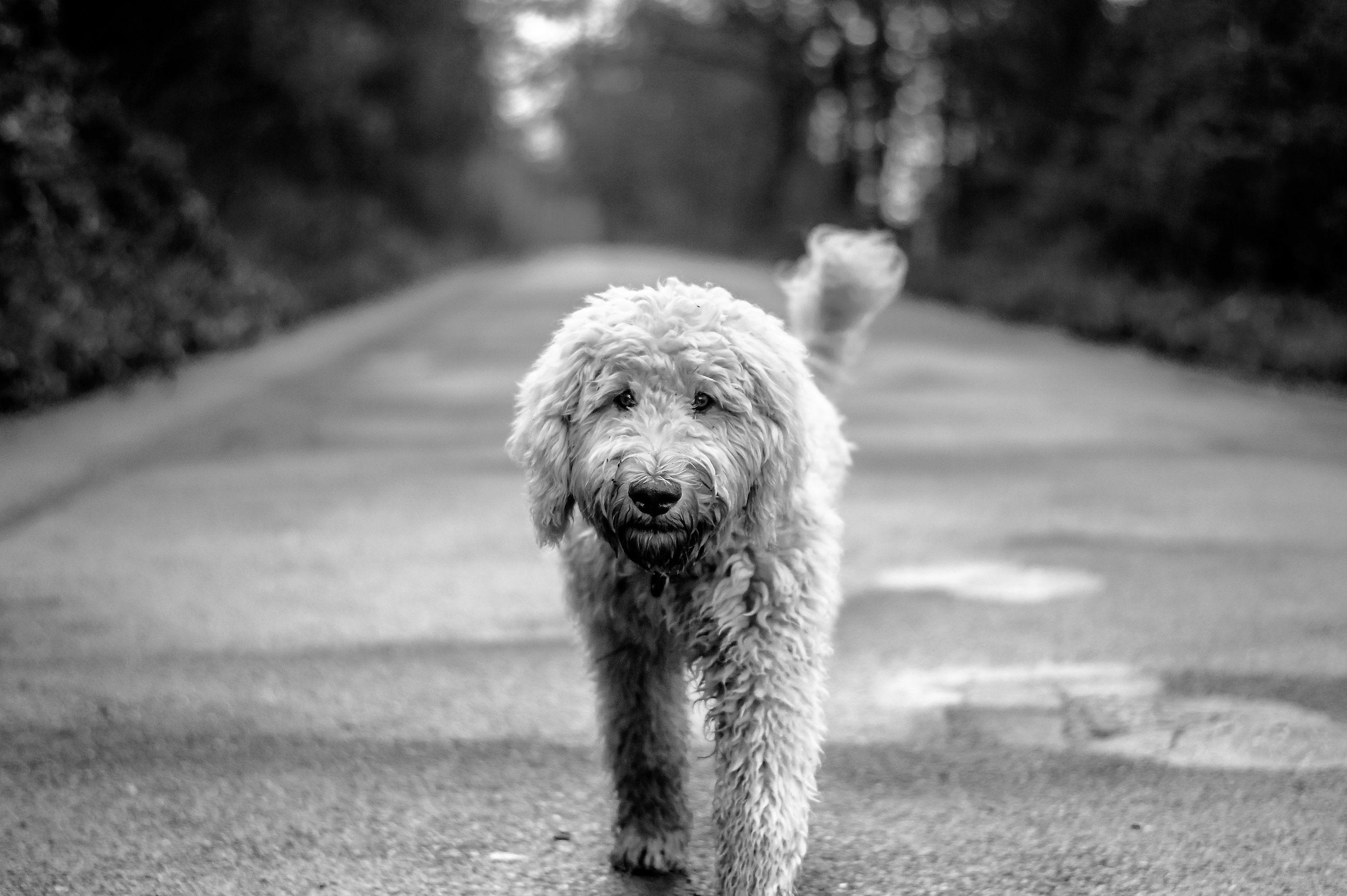 Goldendoodle Wallpapers Top Free Goldendoodle Backgrounds