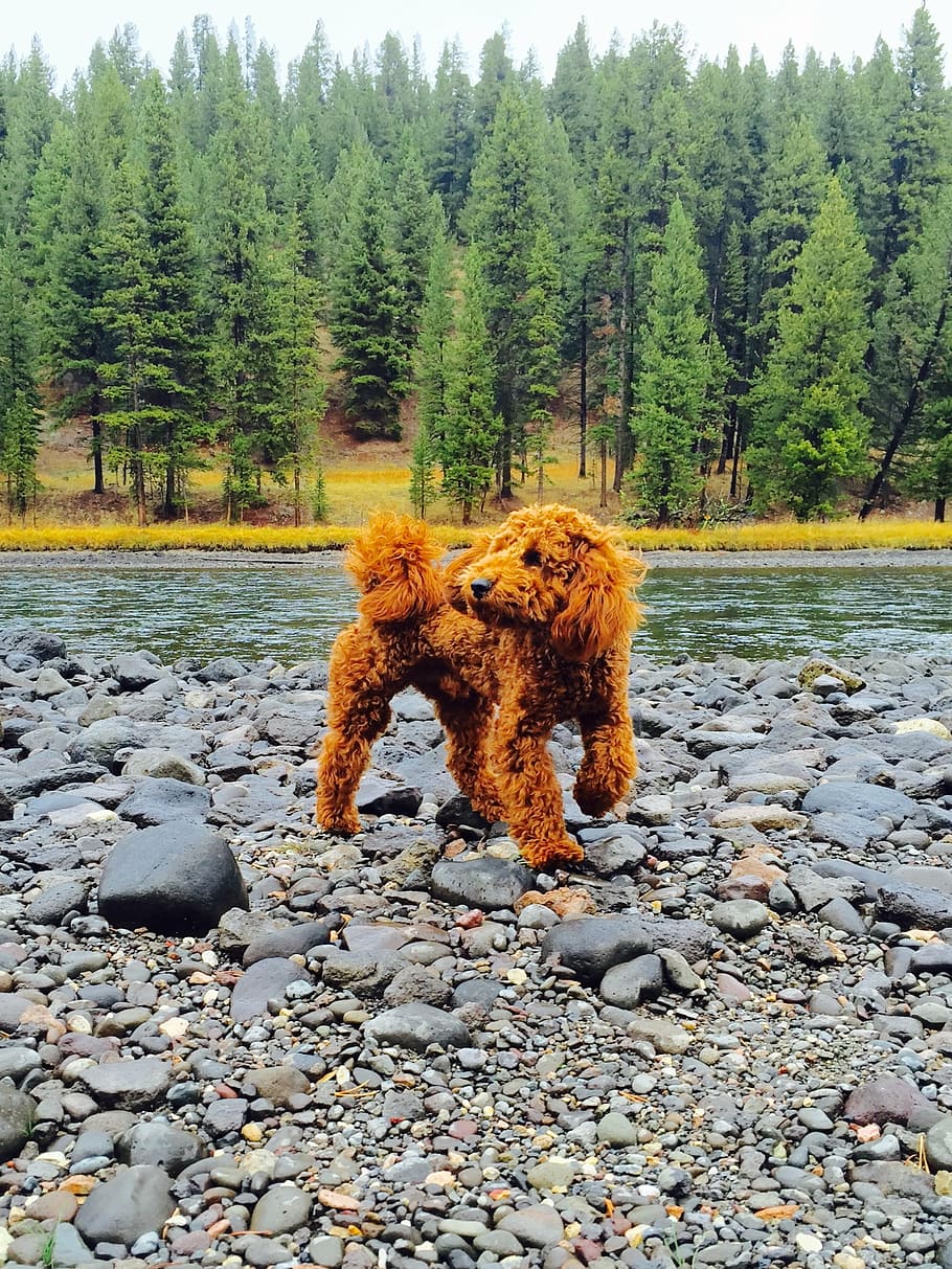 Mini Goldendoodle Wallpapers Top Free Mini Goldendoodle Backgrounds