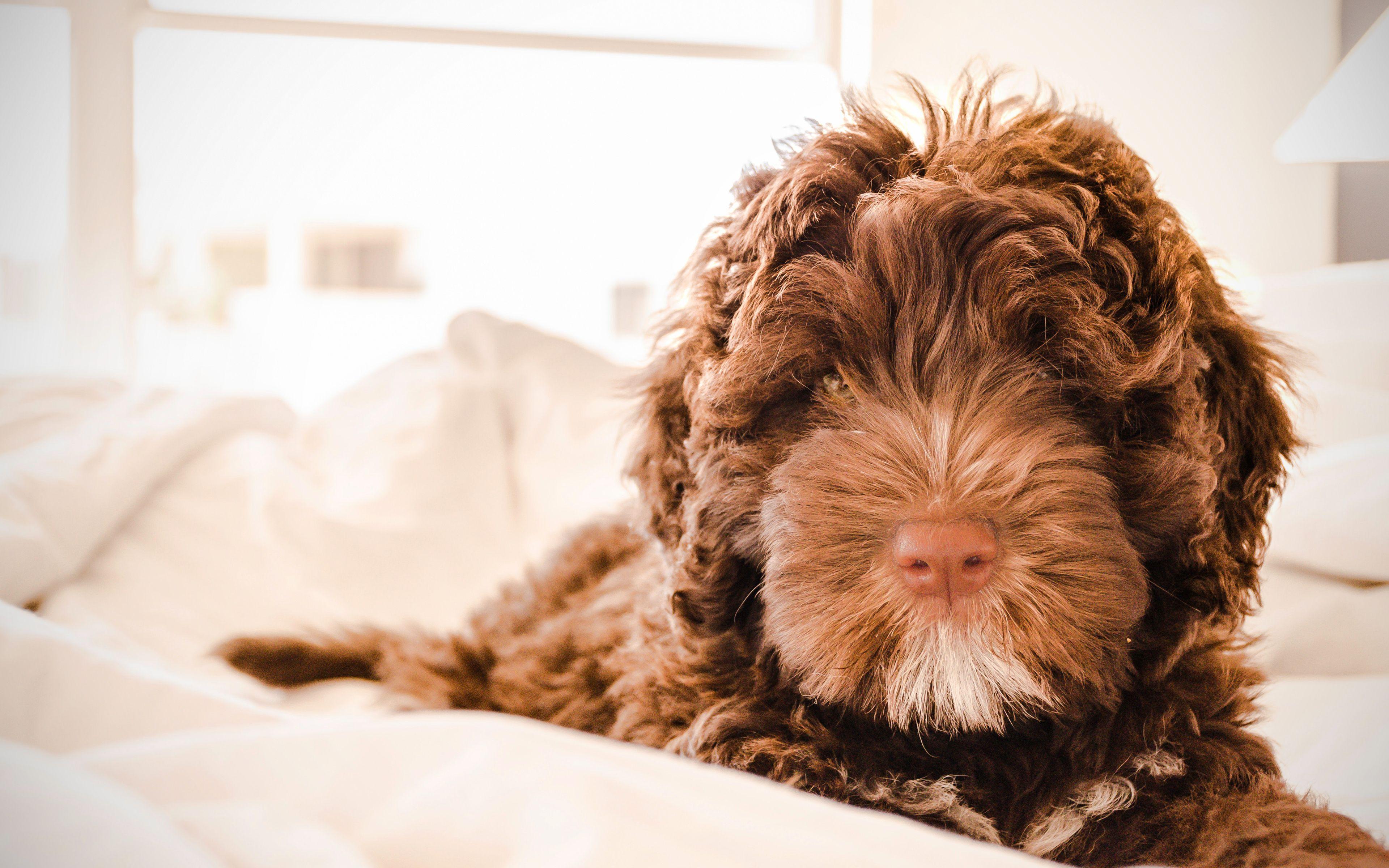 Labradoodle Wallpapers Top Free Labradoodle Backgrounds WallpaperAccess