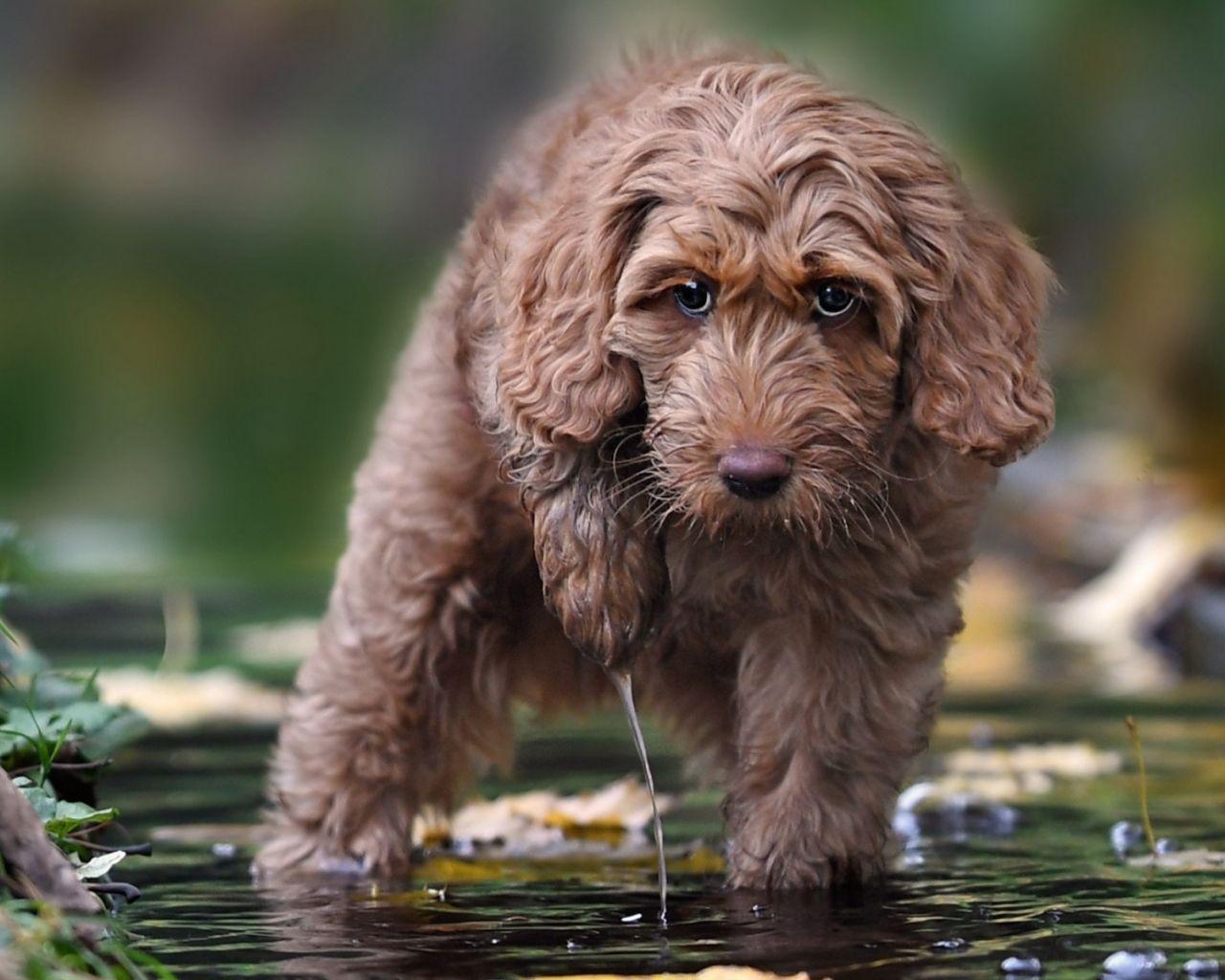 Labradoodle Wallpapers Top Free Labradoodle Backgrounds WallpaperAccess
