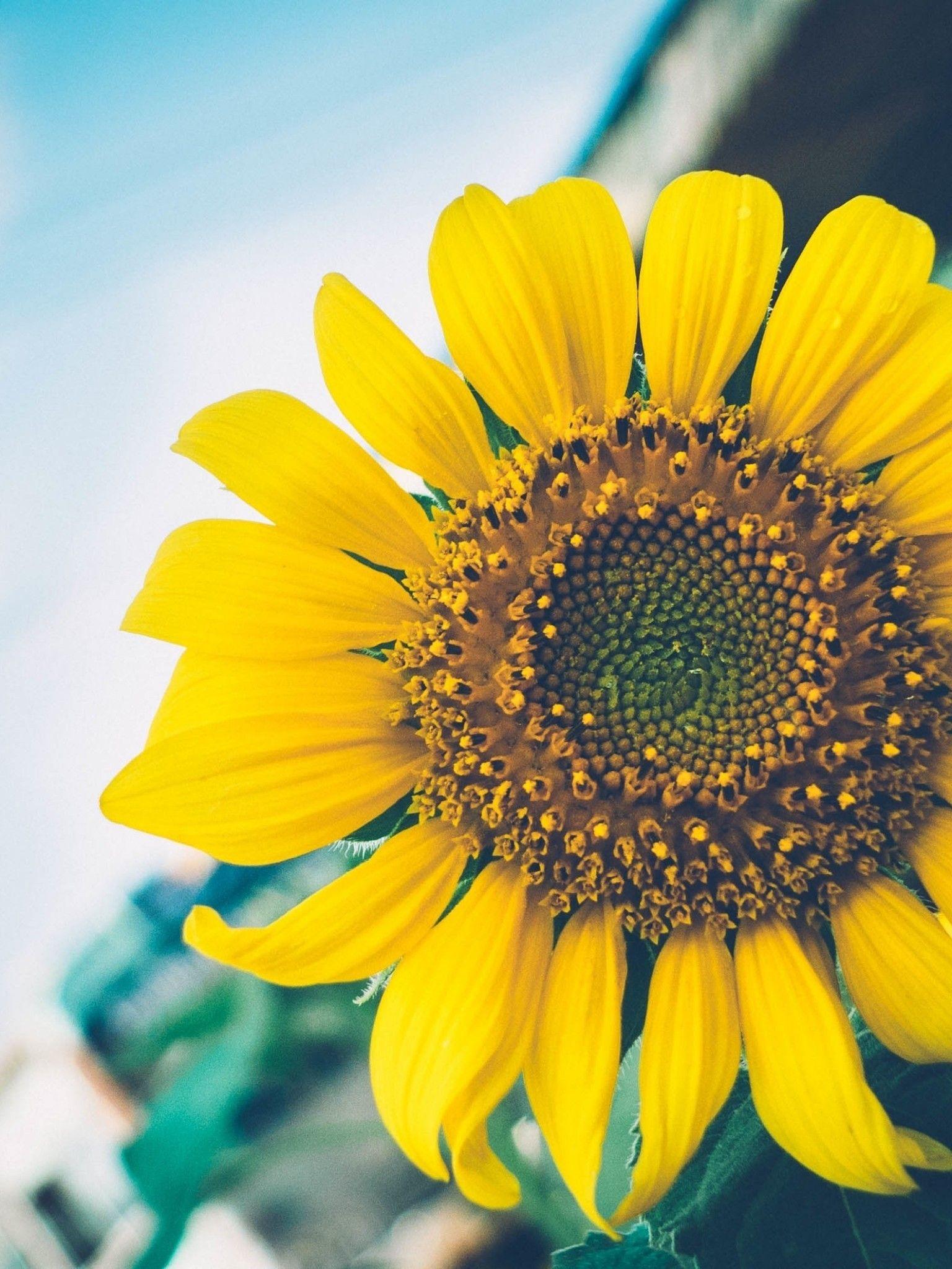 Sunflower Yellow Wallpapers Top Free Sunflower Yellow Backgrounds