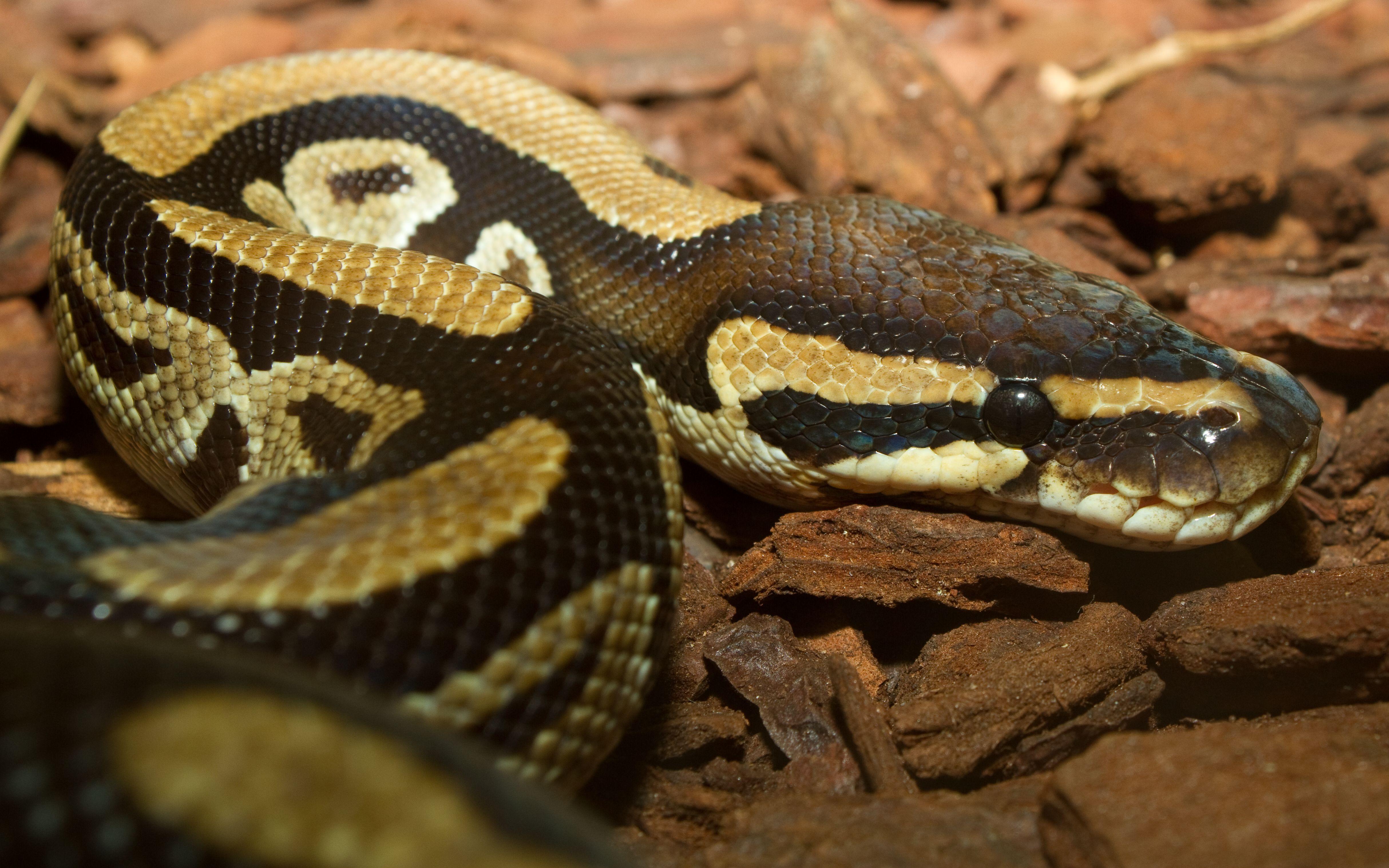 Ball Python Wallpapers Top Free Ball Python Backgrounds WallpaperAccess