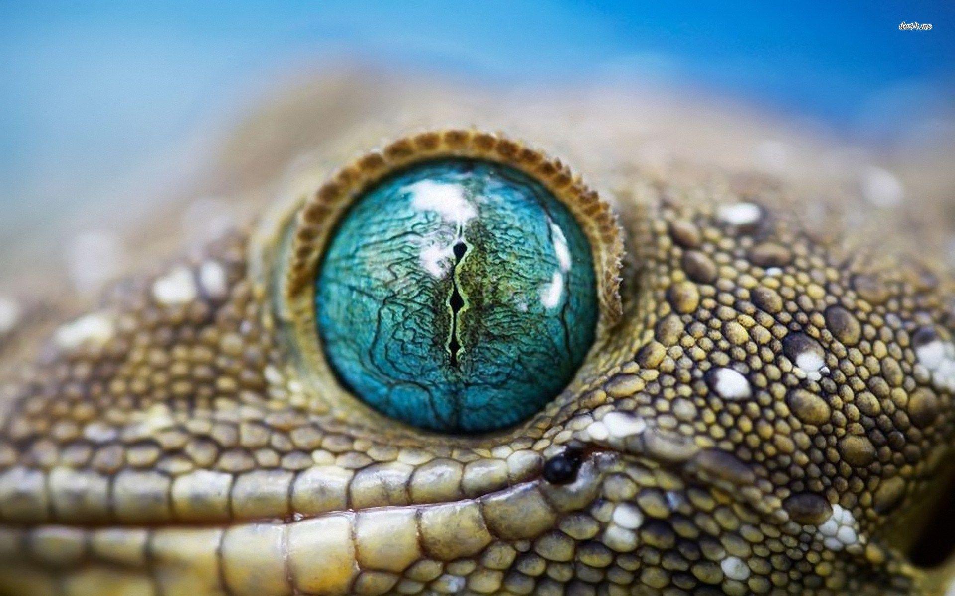 Reptile Eye Wallpapers Top Free Reptile Eye Backgrounds WallpaperAccess