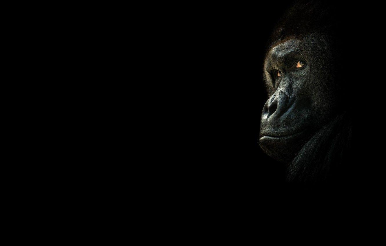 Black Monkey Wallpapers Top Free Black Monkey Backgrounds