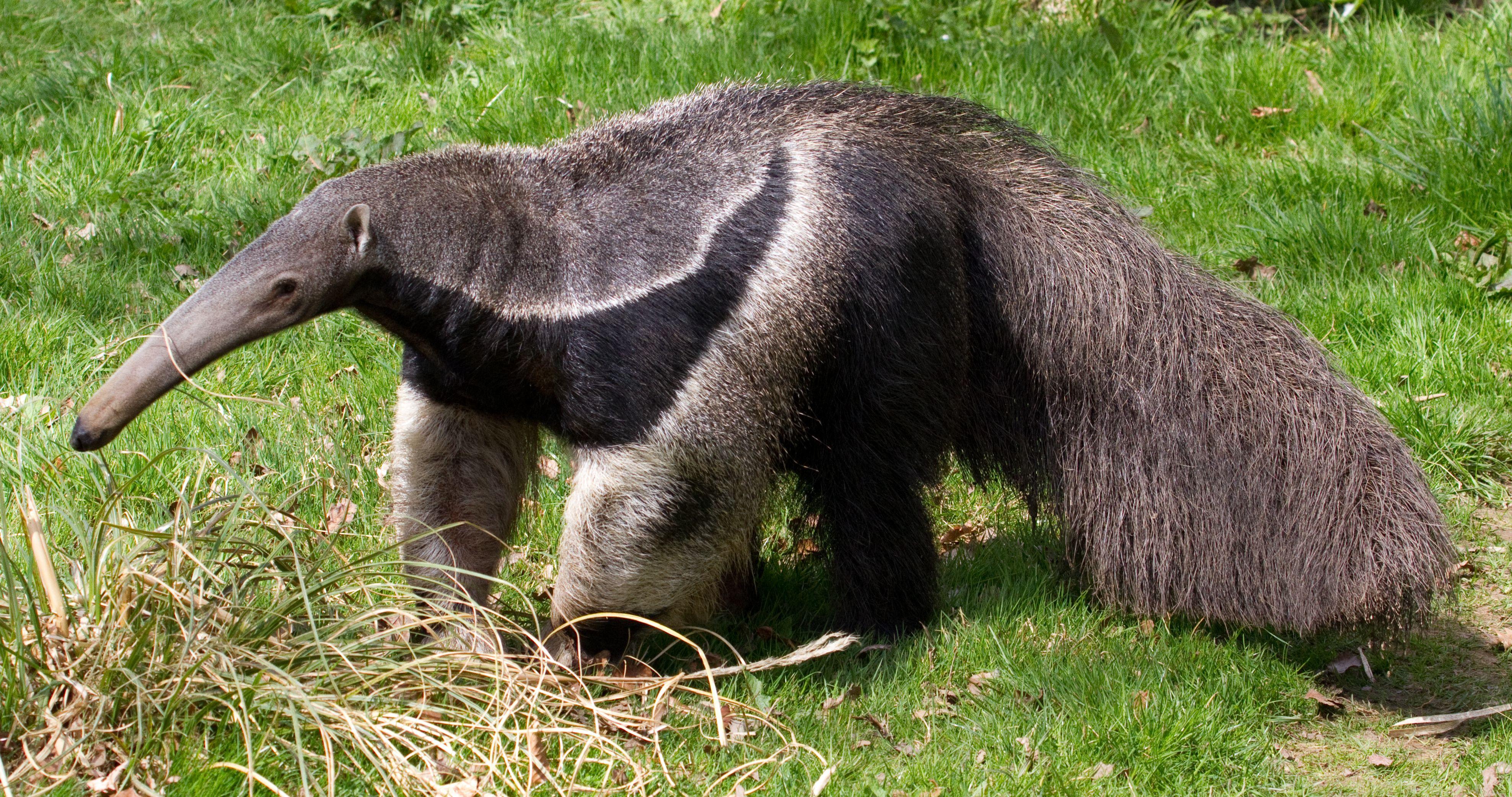 Anteater Wallpapers Top Free Anteater Backgrounds WallpaperAccess