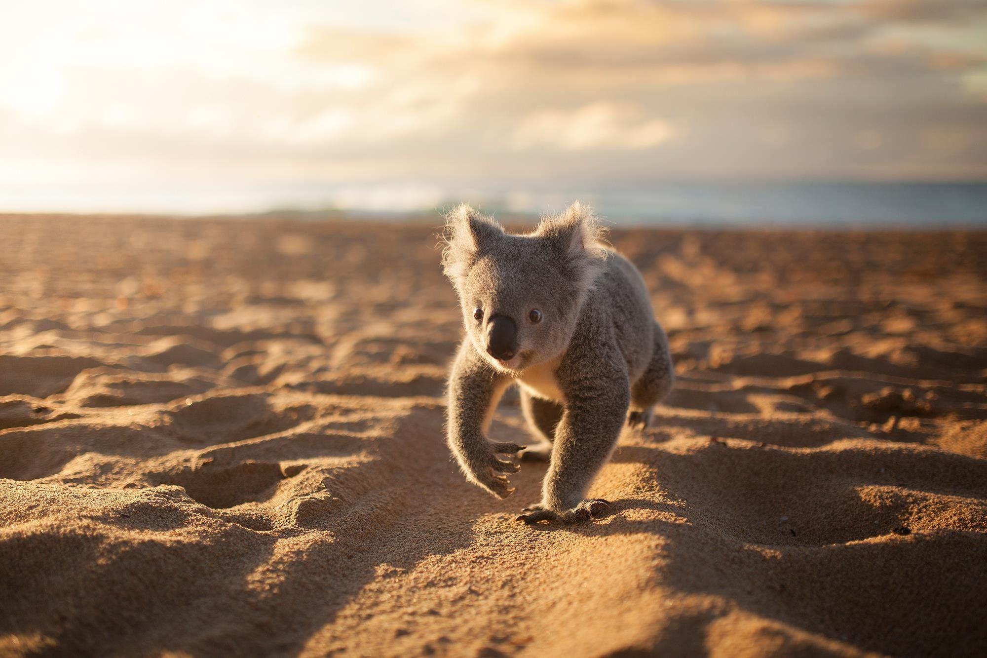 Koala Wallpapers Top Free Koala Backgrounds WallpaperAccess