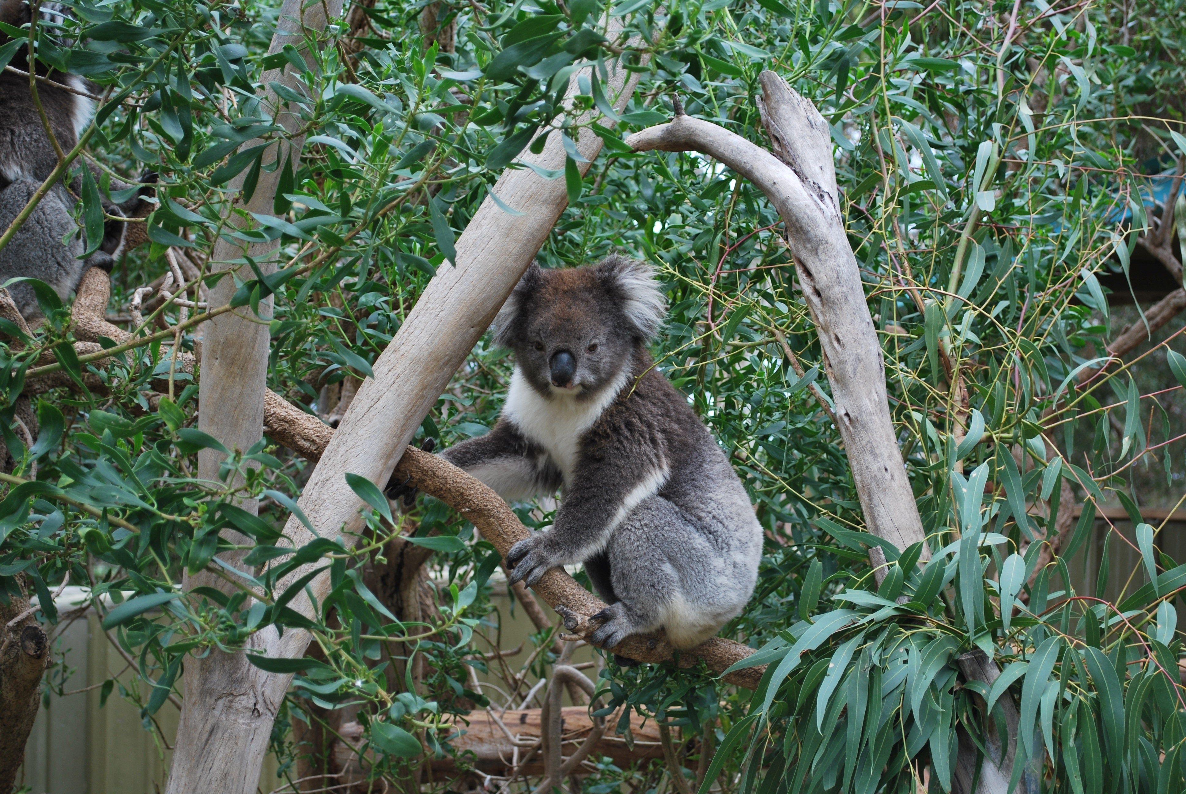 Koala Wallpapers Top Free Koala Backgrounds WallpaperAccess