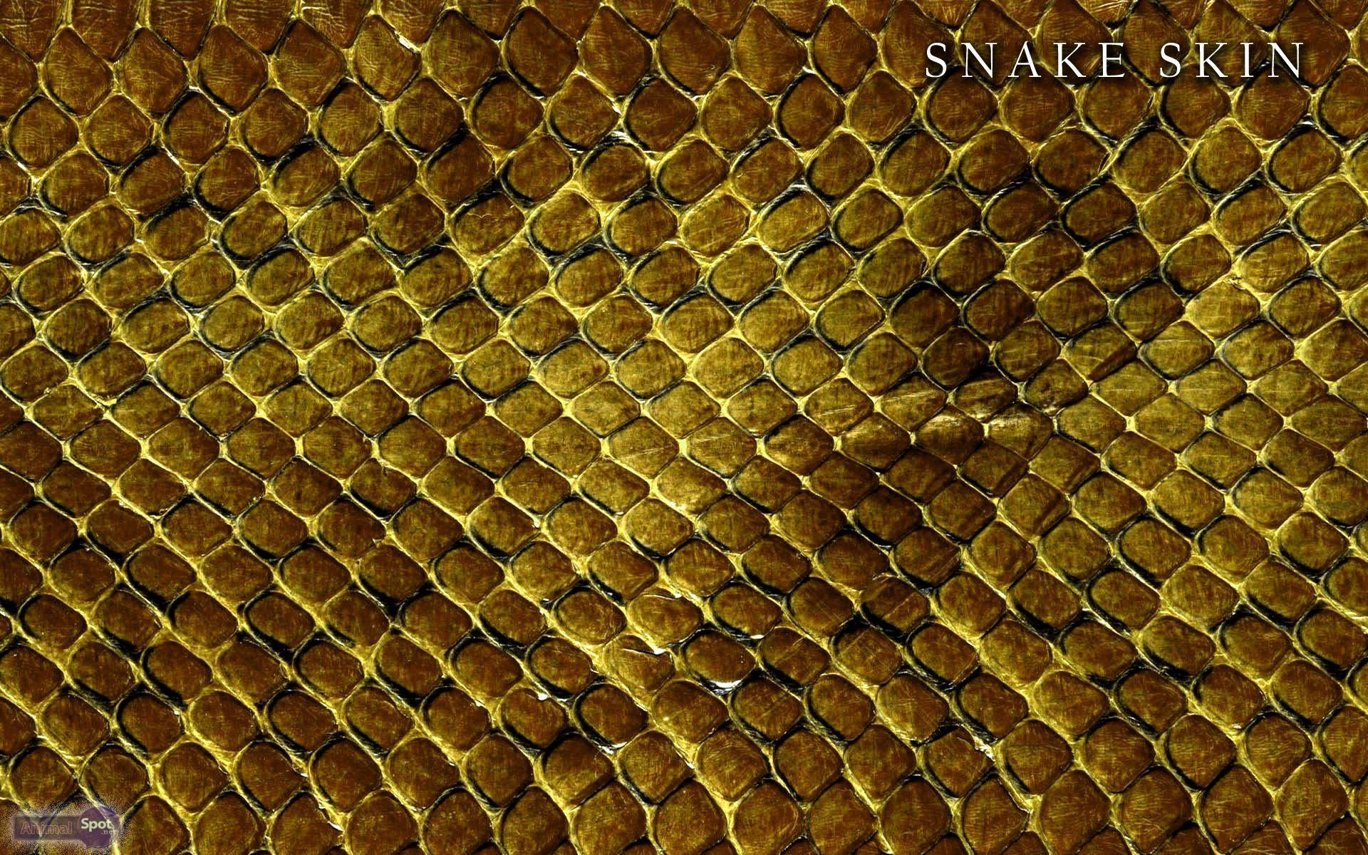 Gold Snake Wallpapers Top Free Gold Snake Backgrounds WallpaperAccess