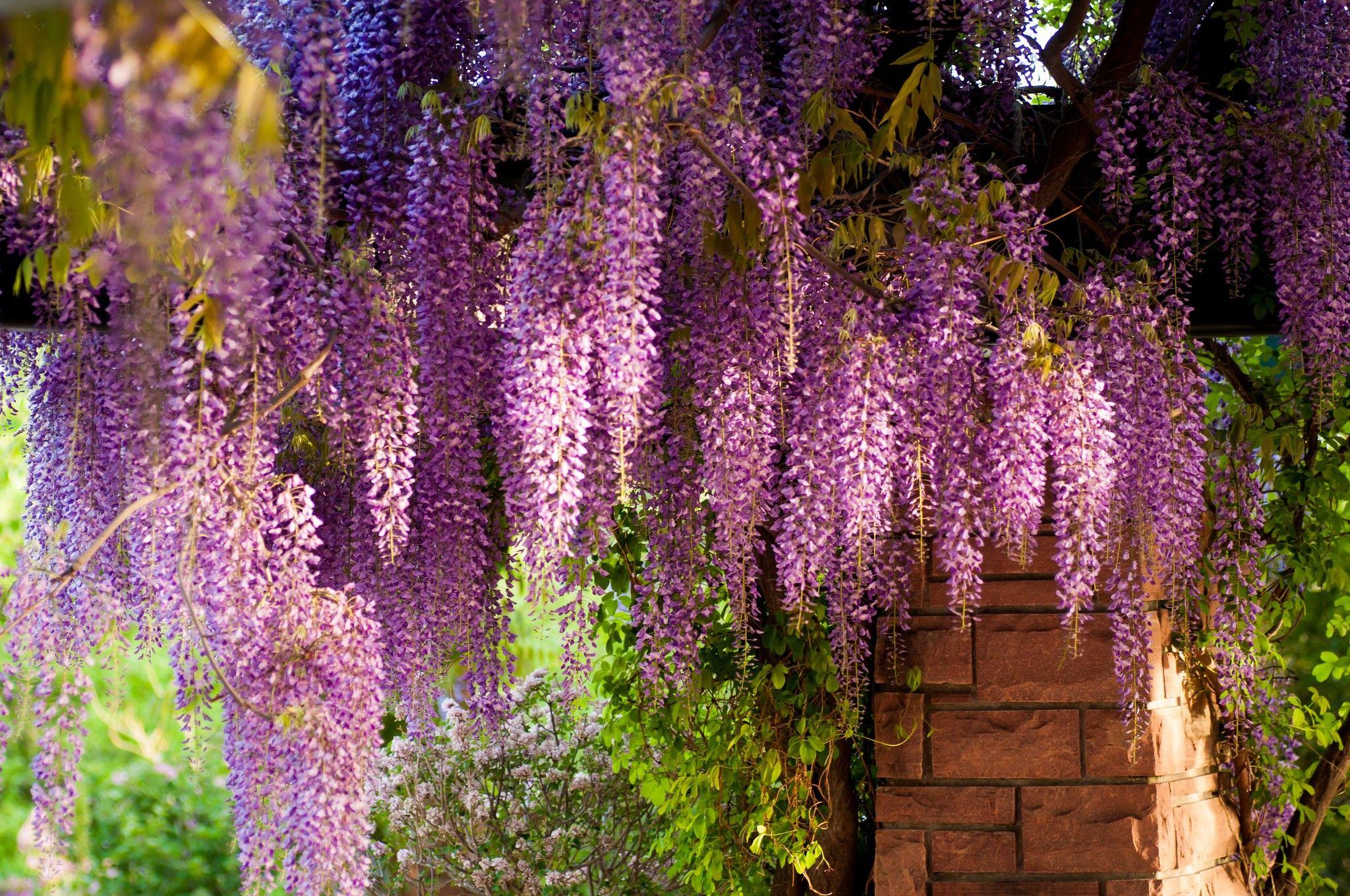 Wisteria Tree Wallpapers Top Free Wisteria Tree Backgrounds