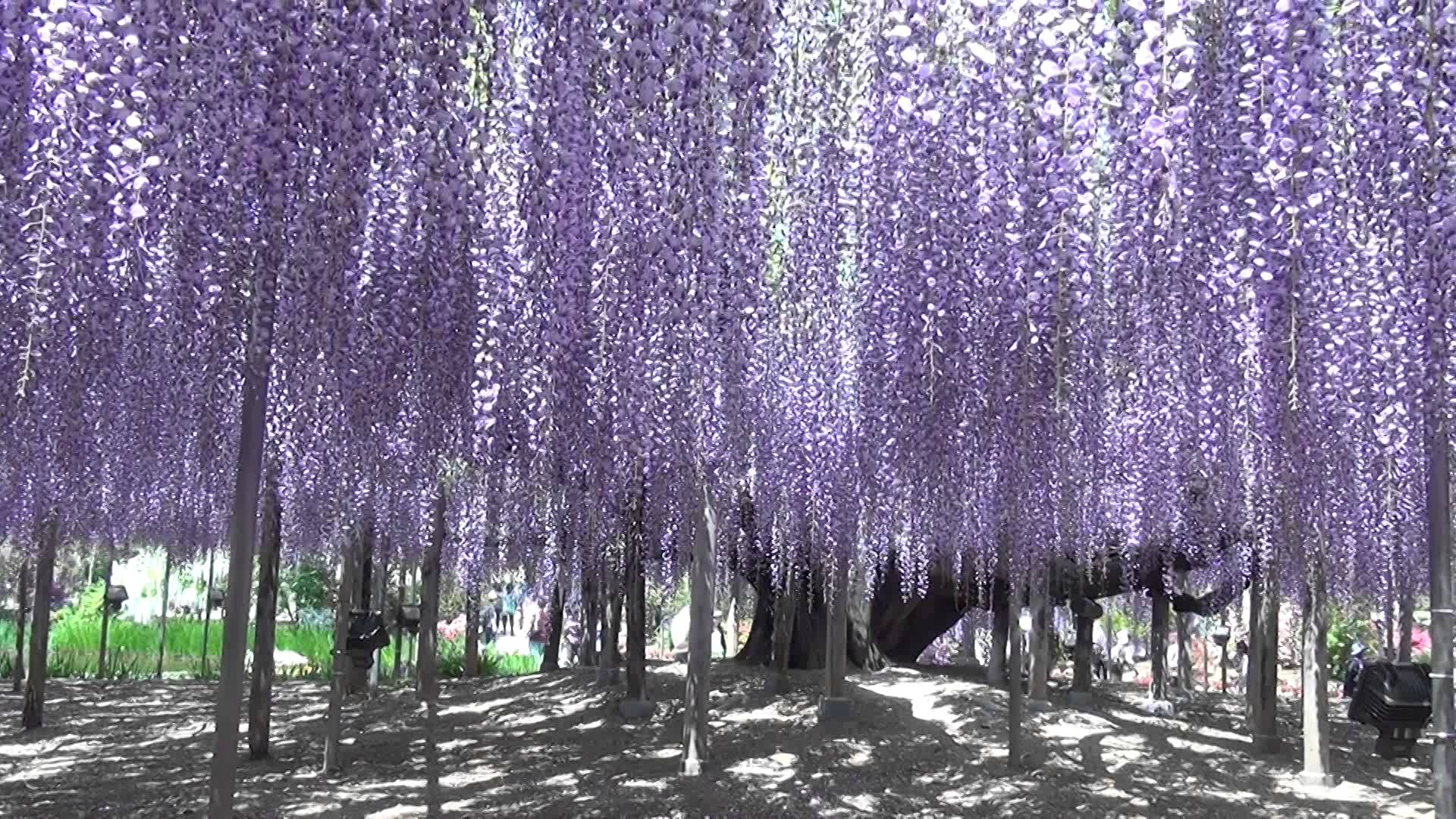 Wisteria Tree Wallpapers Top Free Wisteria Tree Backgrounds