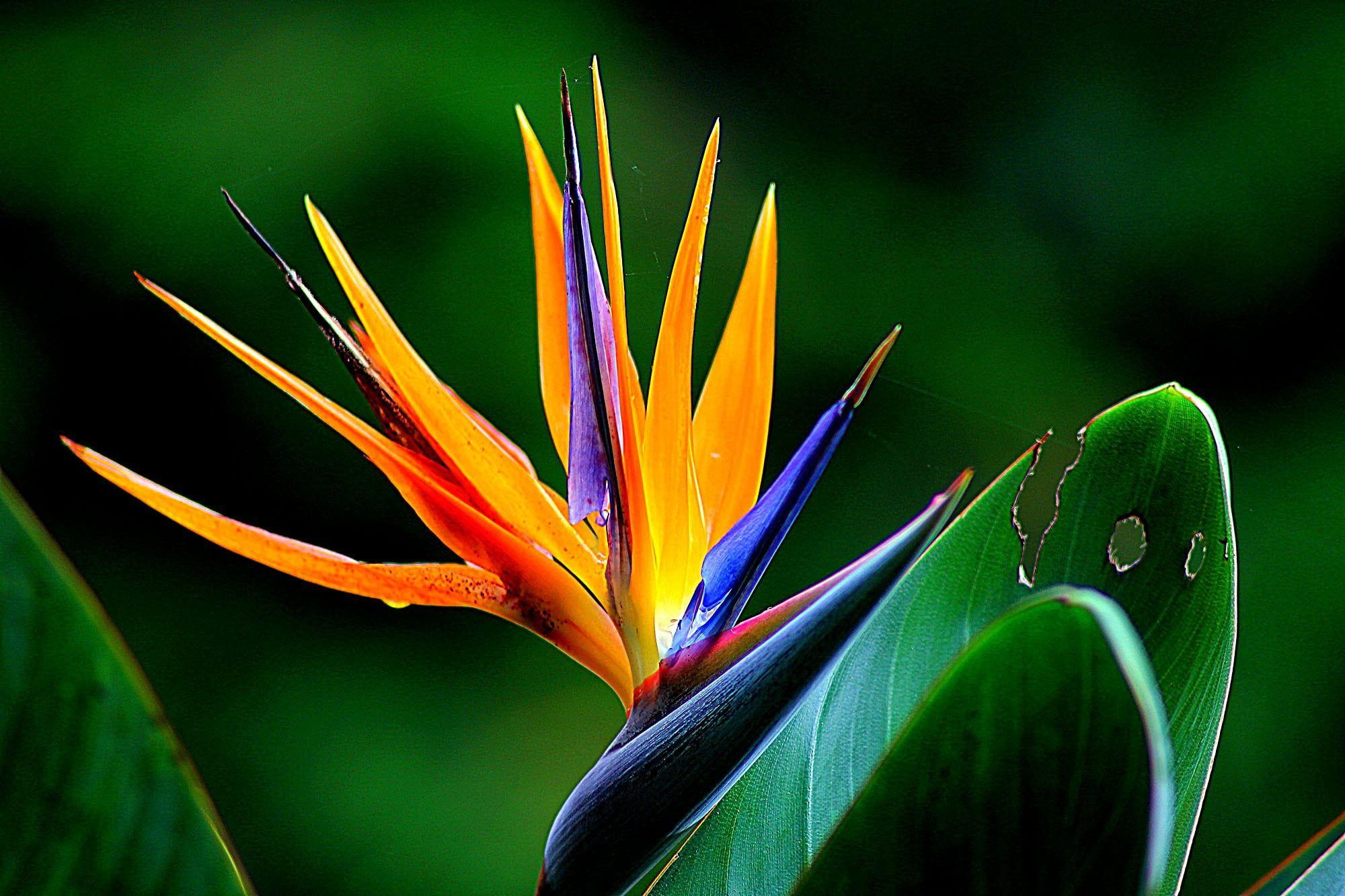Bird of Paradise Wallpapers Top Free Bird of Paradise Backgrounds