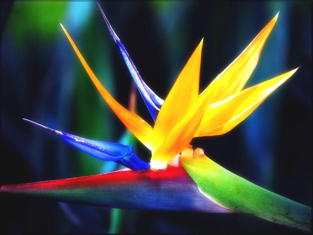 Bird of Paradise Wallpapers Top Free Bird of Paradise Backgrounds