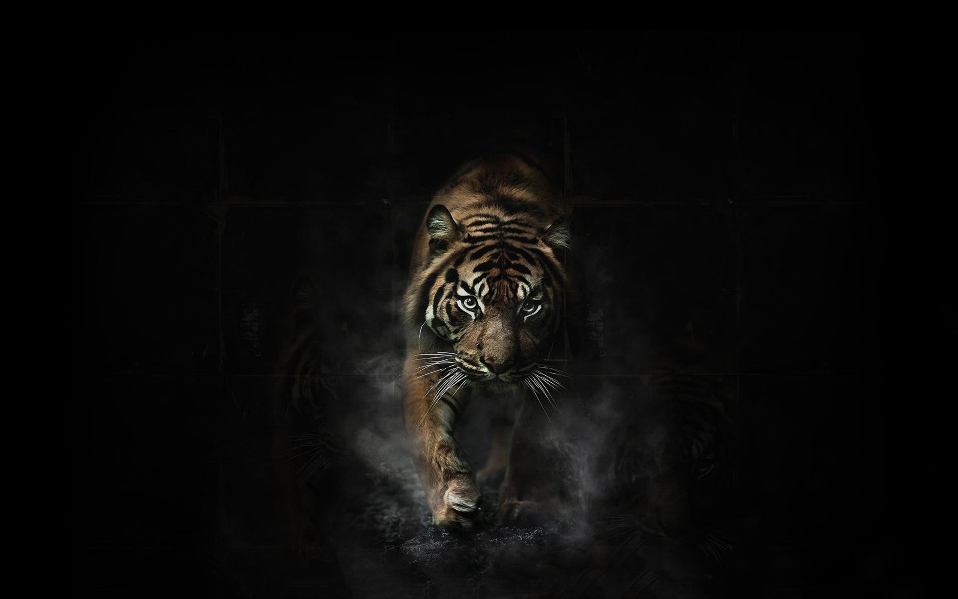 Dark Tiger Wallpapers Top Free Dark Tiger Backgrounds WallpaperAccess