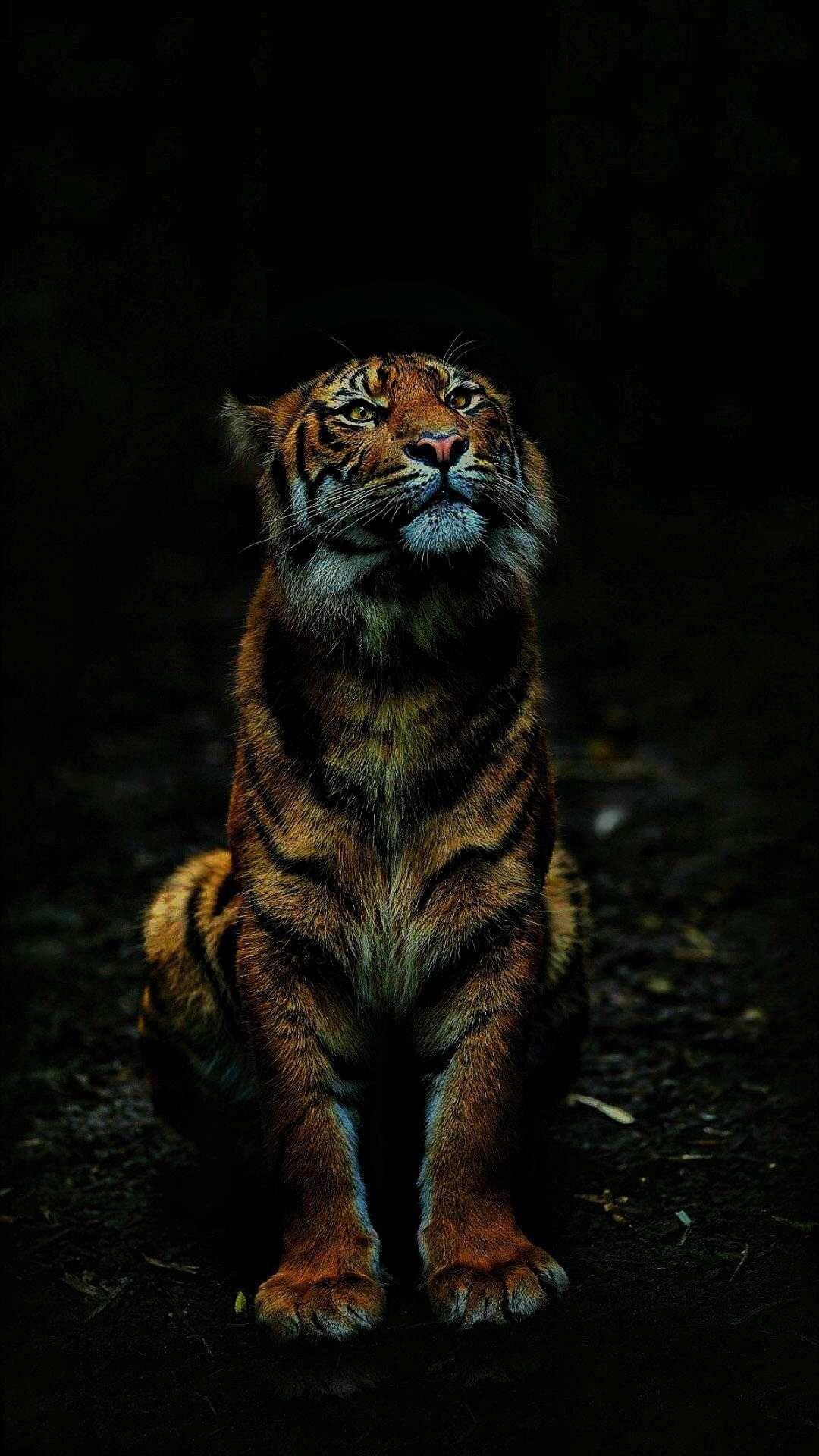 Dark Tiger Wallpapers Top Free Dark Tiger Backgrounds WallpaperAccess