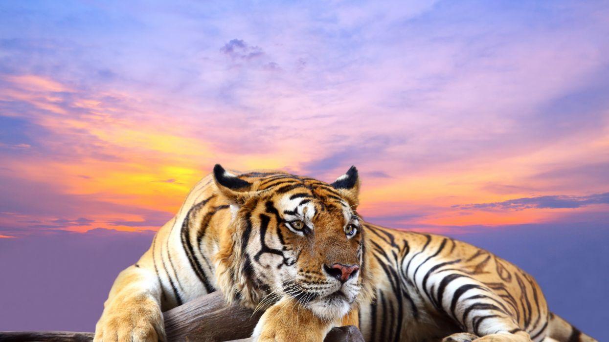 Pink Tiger Wallpapers Top Free Pink Tiger Backgrounds WallpaperAccess