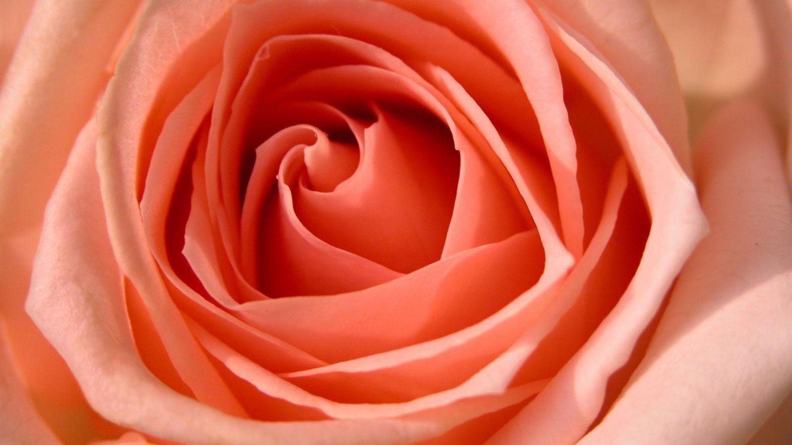 Peach Flowers Wallpapers Top Free Peach Flowers Backgrounds