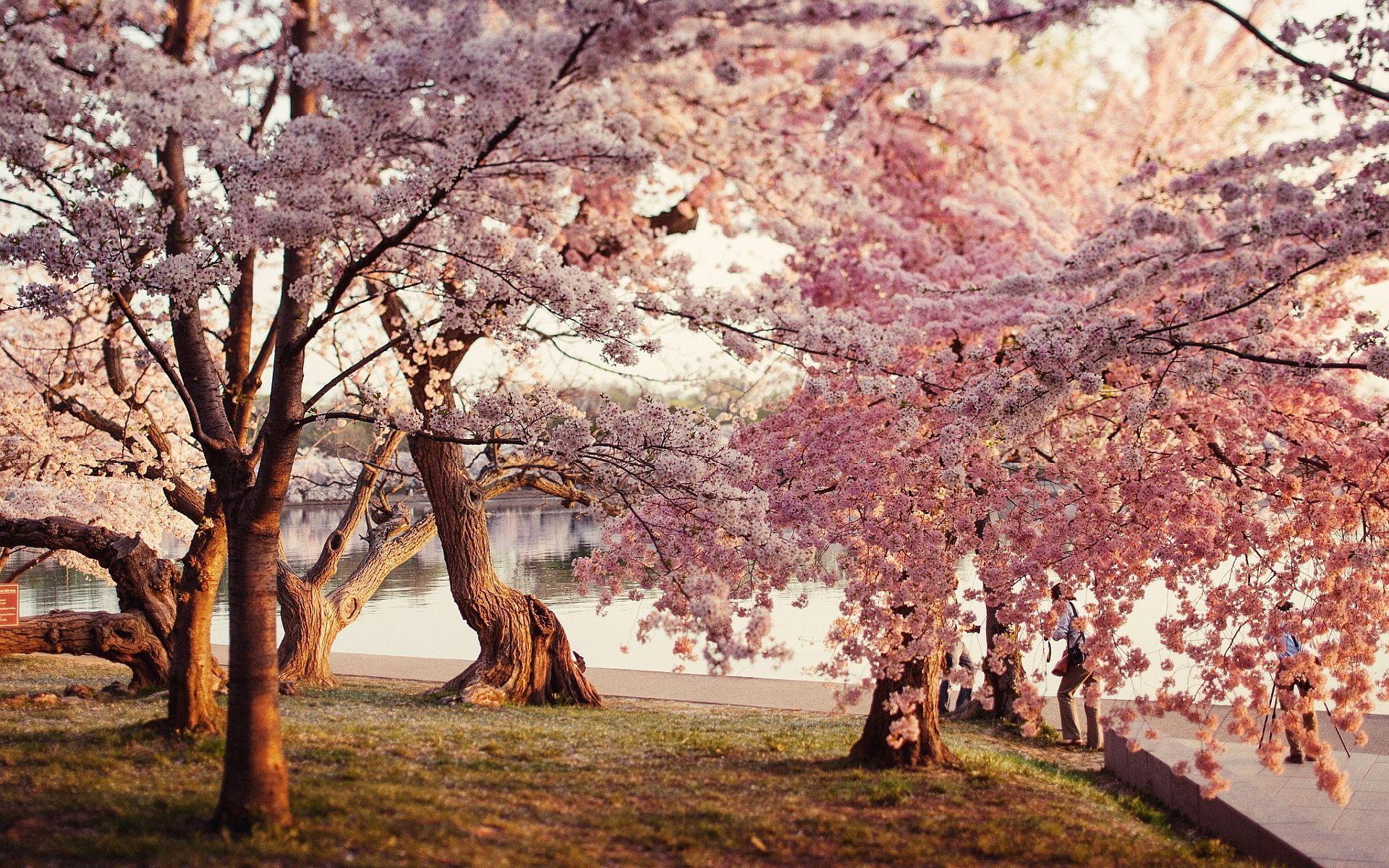 Trees Cherry Blossom at Roscoe Curtin blog