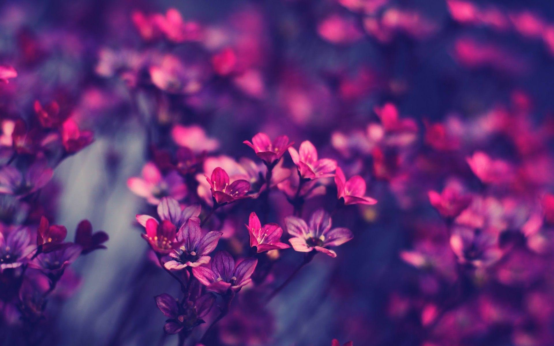 Hipster Flower Wallpapers - Top Free Hipster Flower Backgrounds - Wallpaperaccess