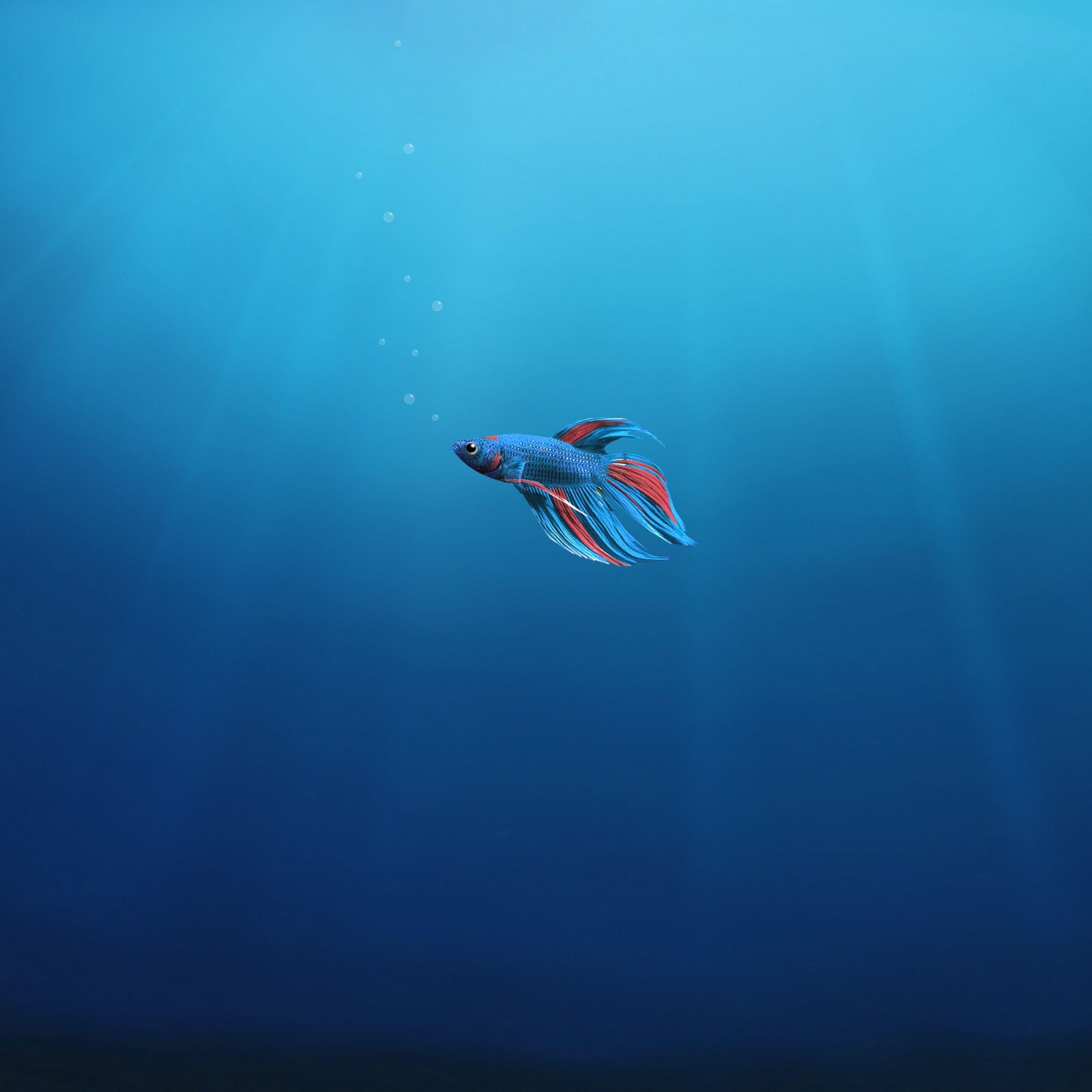 Blue Fish Wallpapers Top Free Blue Fish Backgrounds WallpaperAccess