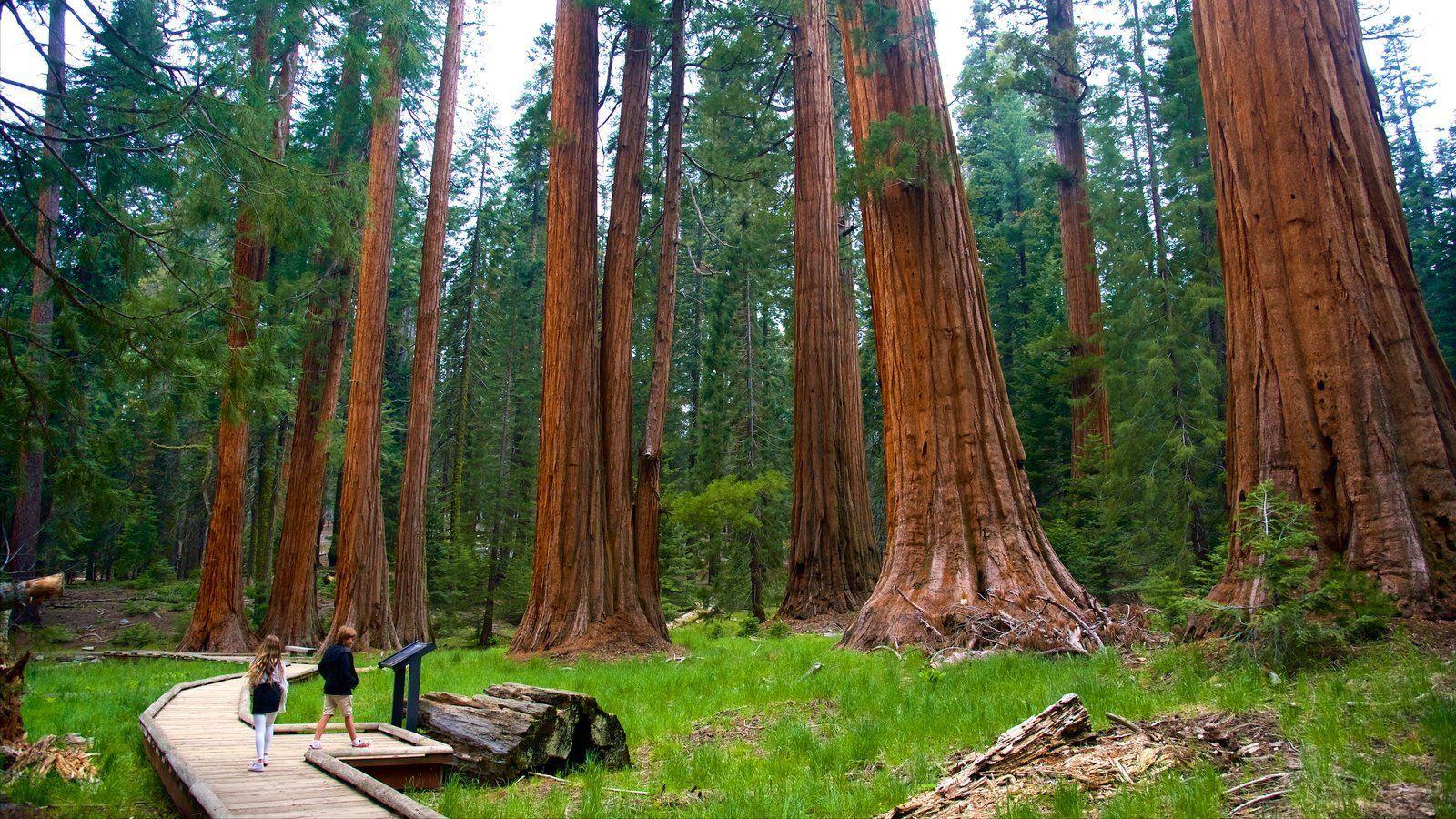 Sequoia National Park Wallpapers Top Free Sequoia National Park