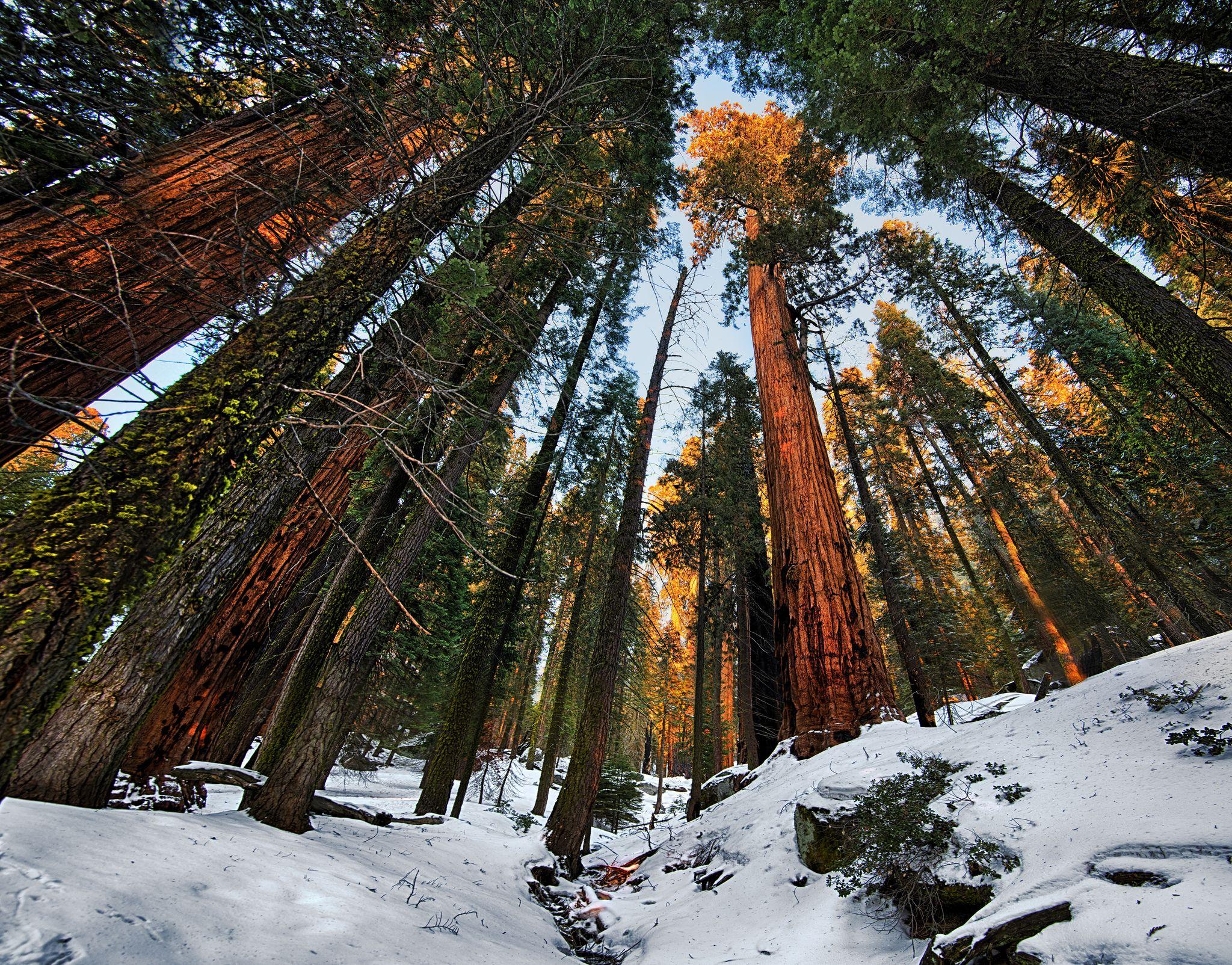 Sequoia National Park Wallpapers Top Free Sequoia National Park