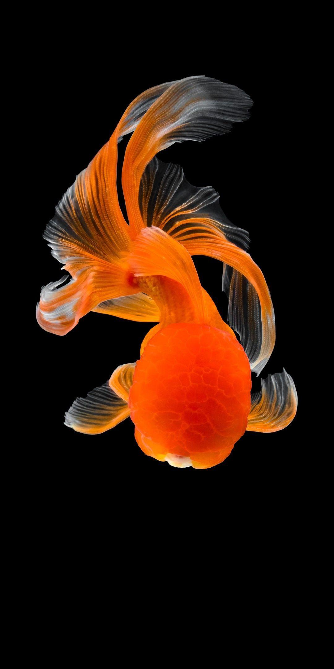 Cool Fish Wallpapers Top Free Cool Fish Backgrounds WallpaperAccess