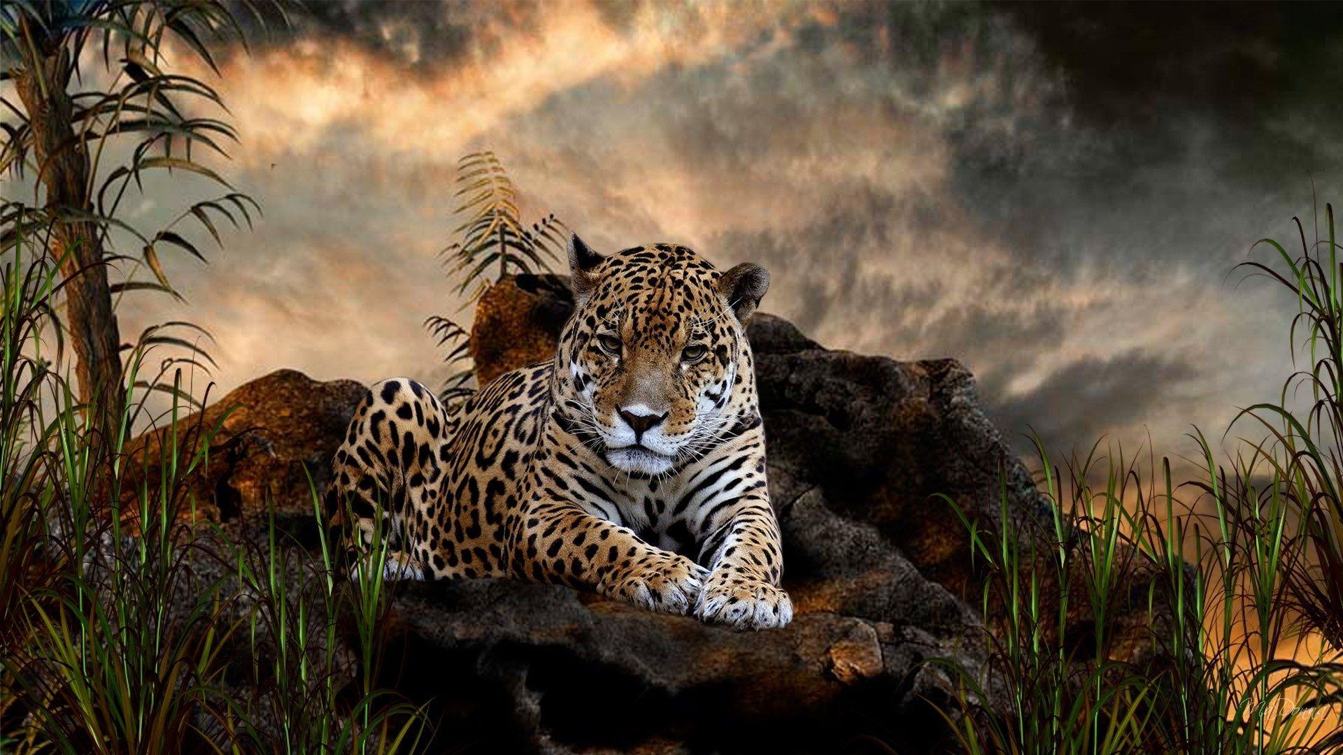 High Resolution Animals Wallpapers Top Free High Resolution Animals