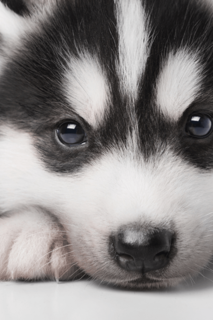 Cute Husky Wallpapers Top Free Cute Husky Backgrounds WallpaperAccess