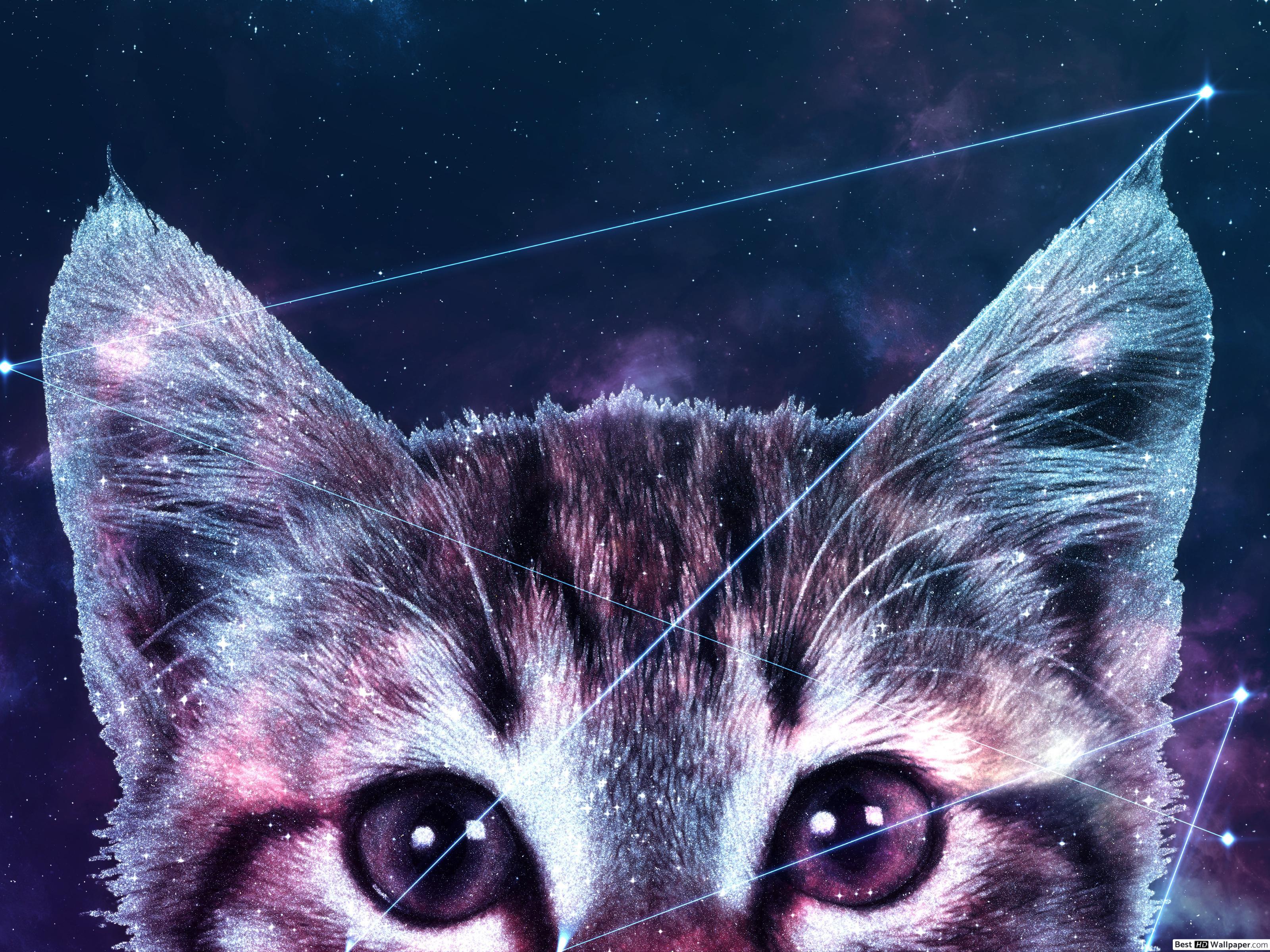 Cool Galaxy Cat Wallpapers Top Free Cool Galaxy Cat Backgrounds