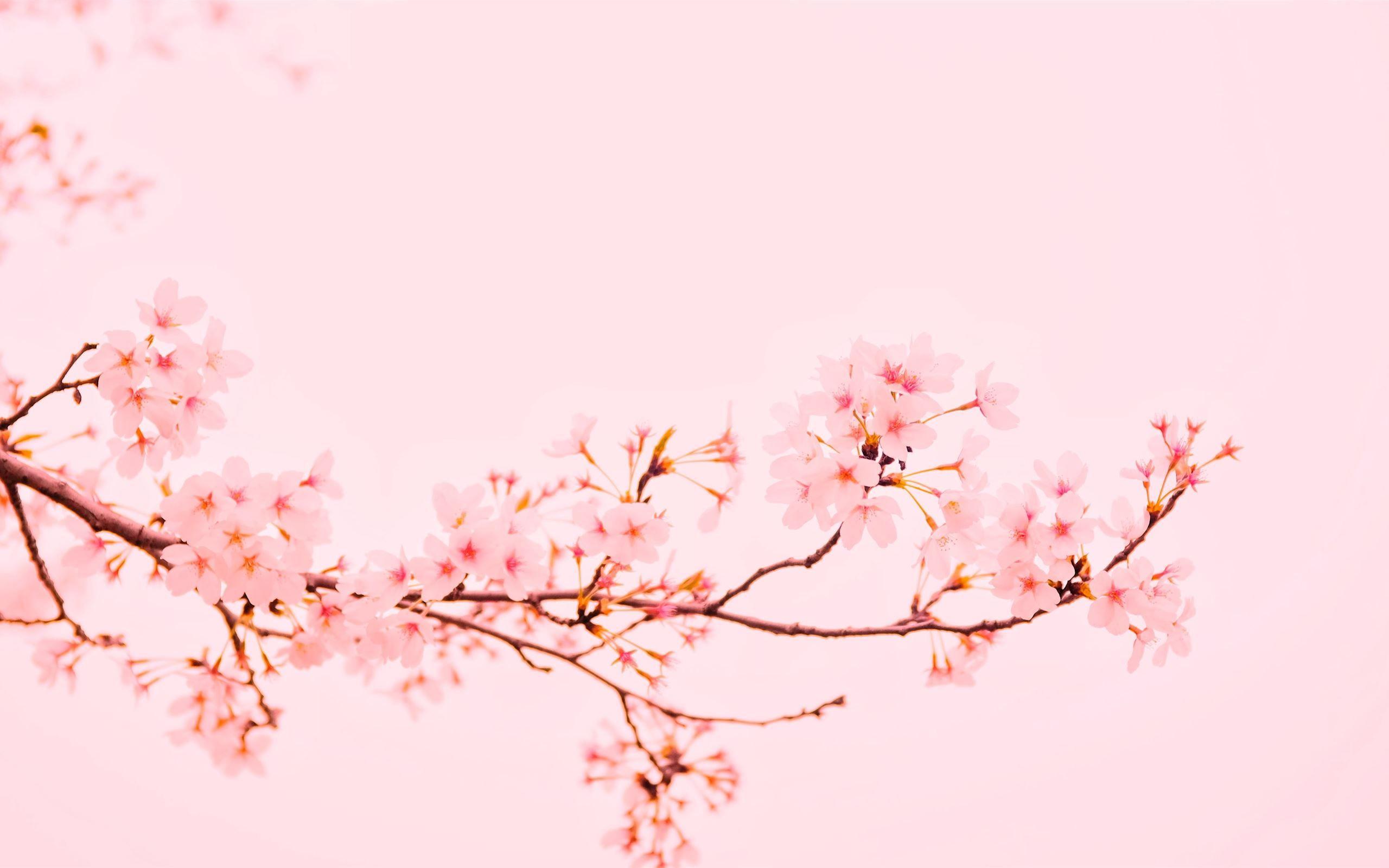 Pastel Pink Aesthetic Macbook Wallpaper madathos