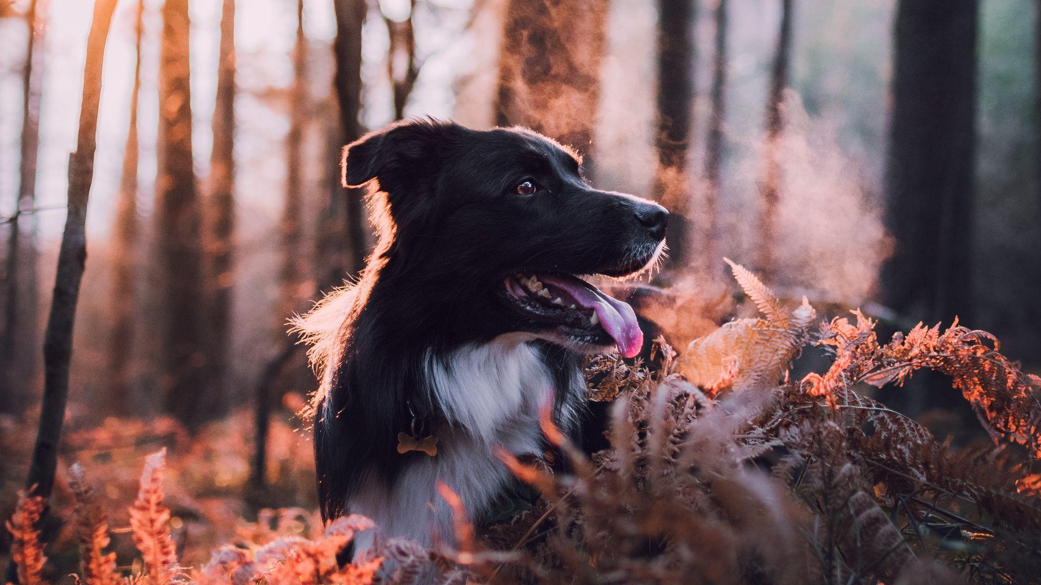 2048X1152 Dog Wallpapers Top Free 2048X1152 Dog Backgrounds