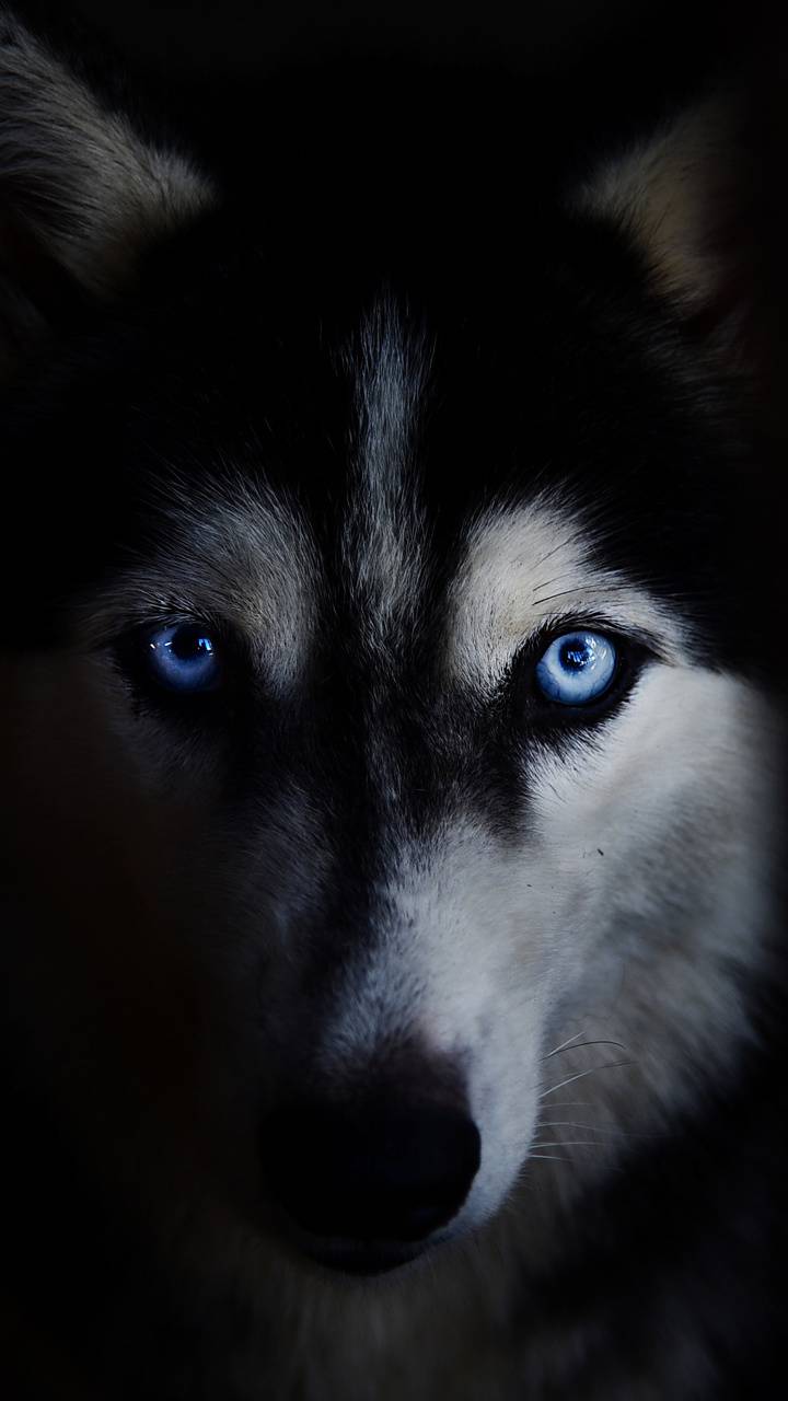 Cool Husky Wallpapers Top Free Cool Husky Backgrounds WallpaperAccess