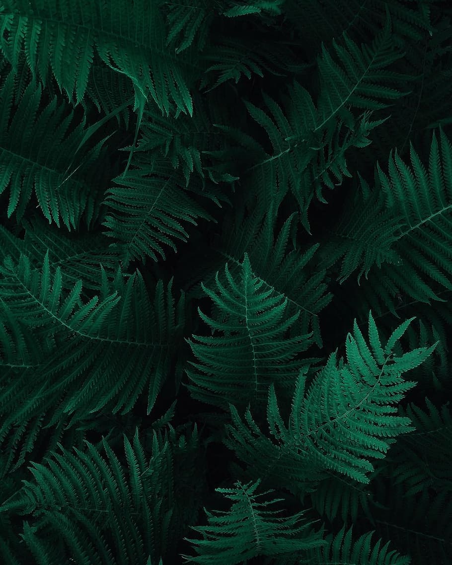 Dark Green Leaves Wallpapers Top Free Dark Green Leaves Backgrounds